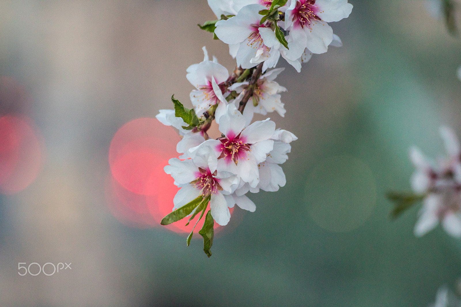 Sigma 70-300mm F4-5.6 APO DG Macro sample photo. Blossoms photography