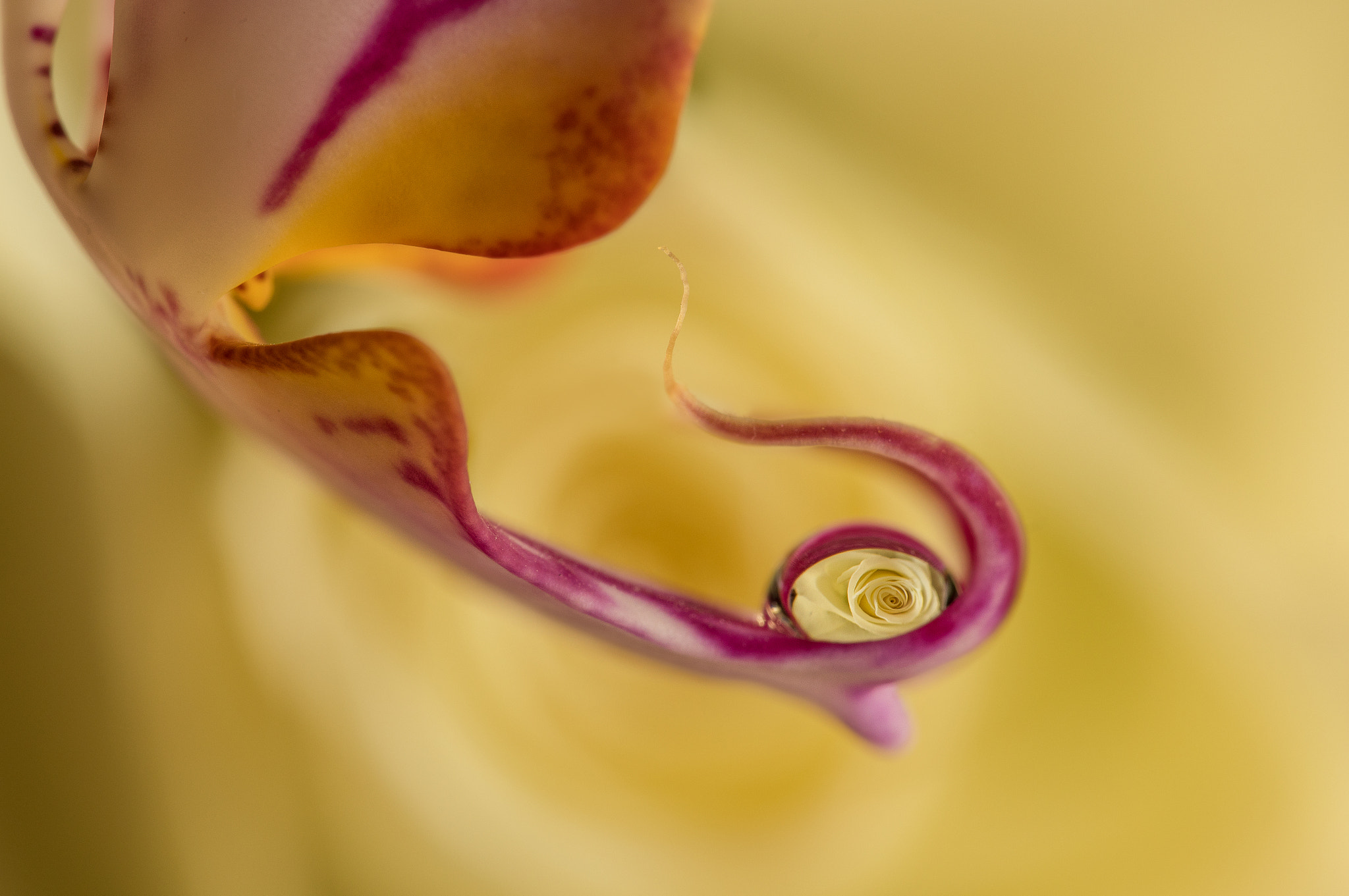 Sigma 105mm F2.8 EX DG OS HSM sample photo. Rose photography