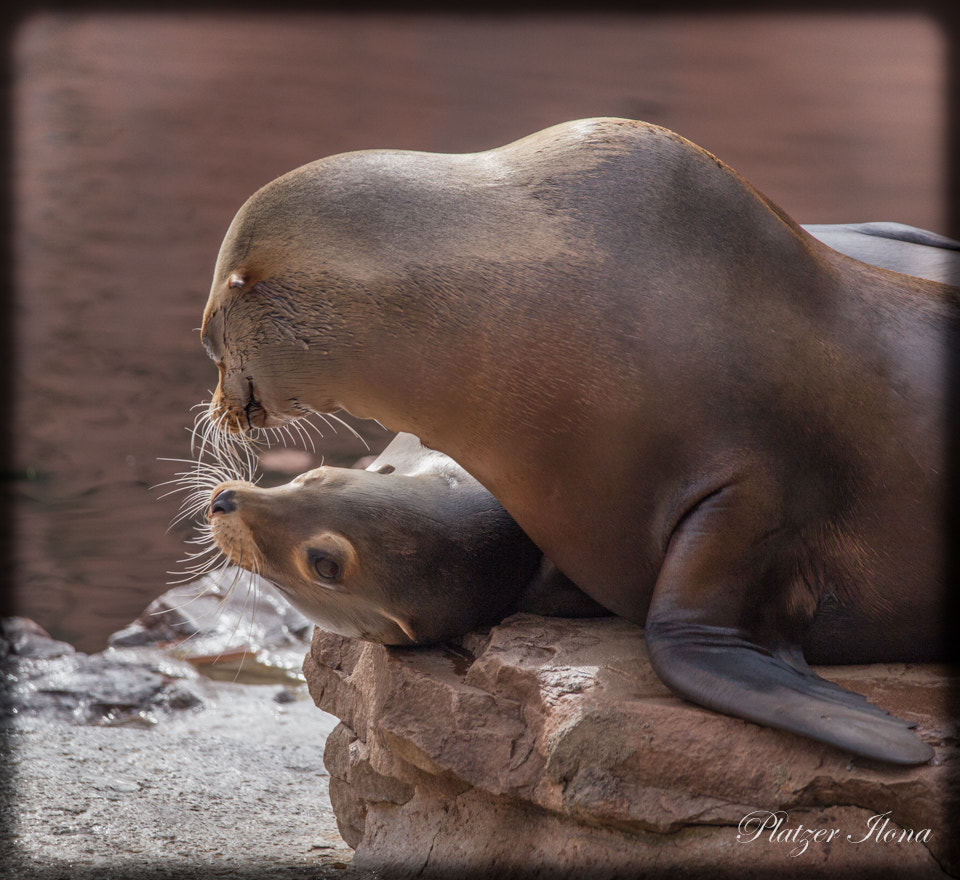 150-600mm F5-6.3 DG OS HSM | Contemporary 015 sample photo. Animal love photography