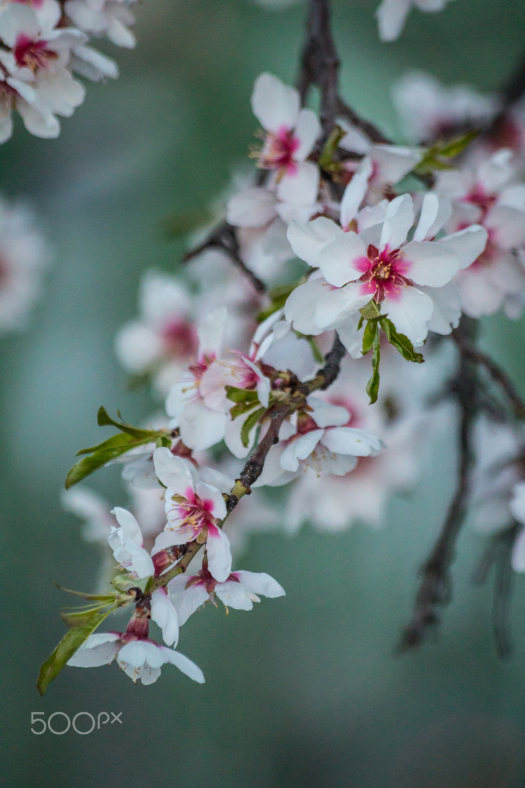 Sigma 70-300mm F4-5.6 APO DG Macro sample photo. Blossoms photography