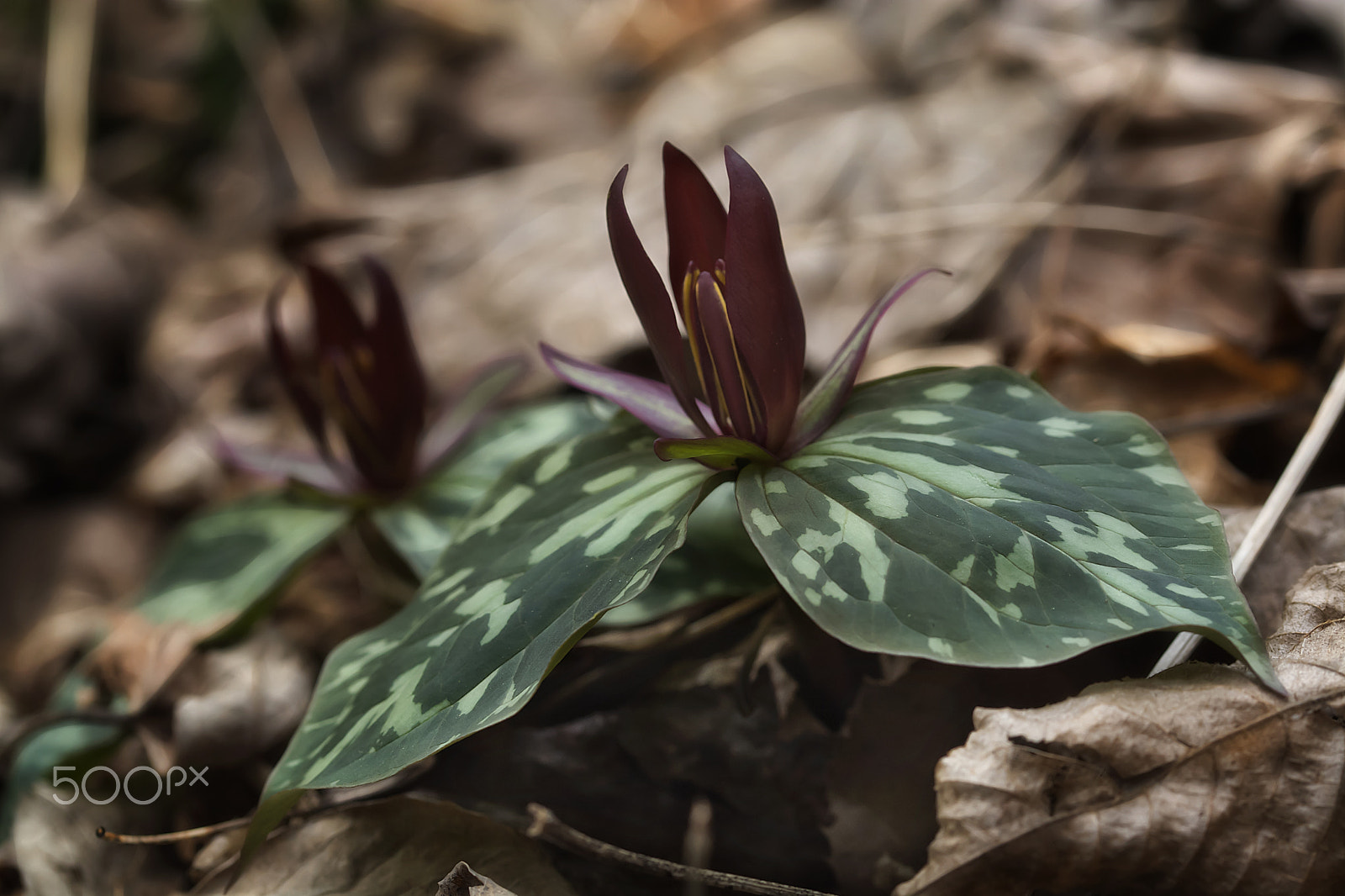 Sigma 105mm F2.8 EX DG OS HSM sample photo. Sweet betsy photography