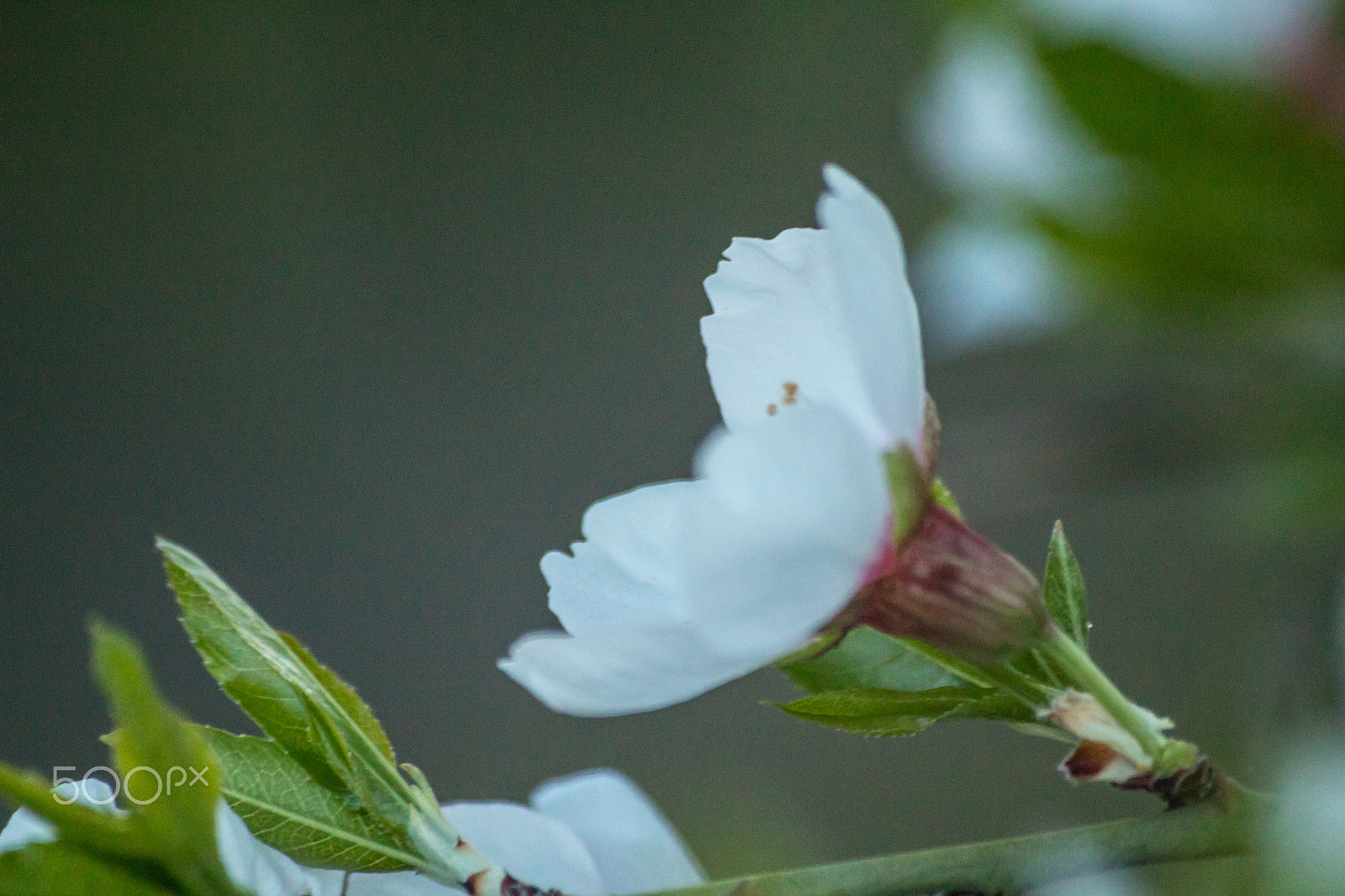 Sigma 70-300mm F4-5.6 APO DG Macro sample photo. Blossoms photography