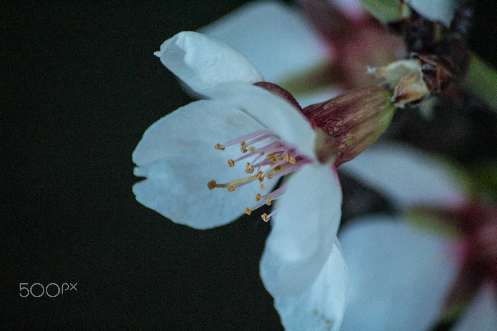 Sigma 70-300mm F4-5.6 APO DG Macro sample photo. Blossoms photography