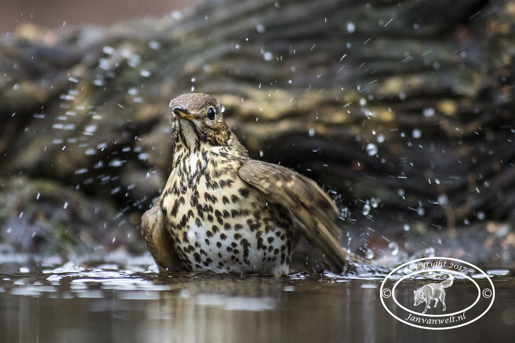 Canon EF 300mm f/2.8L + 1.4x sample photo. Bird washes photography