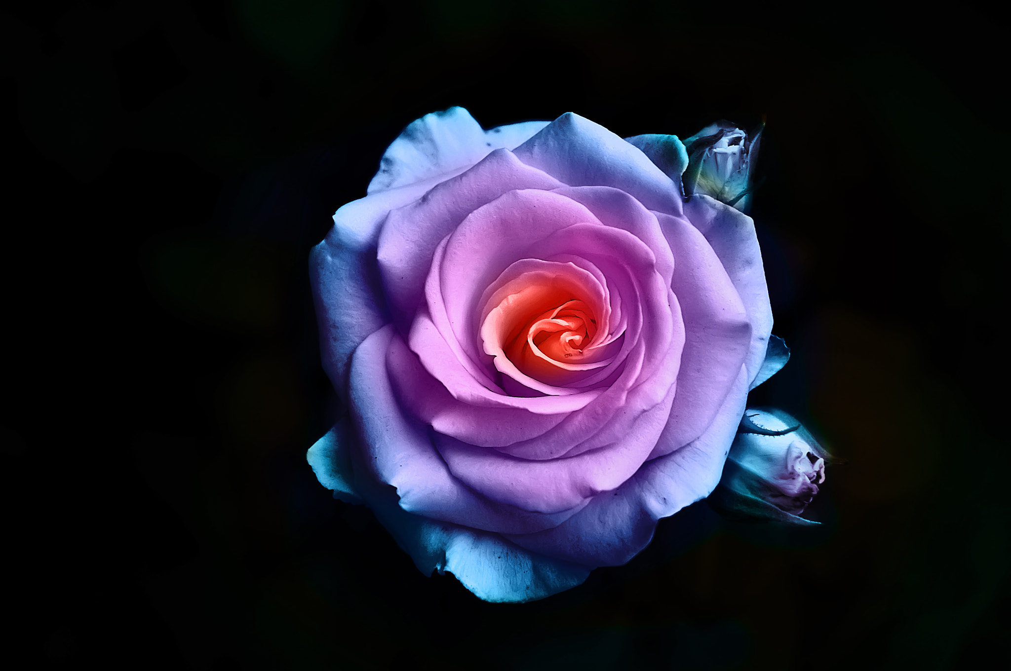 Nikon D90 sample photo. Хамелеон photography