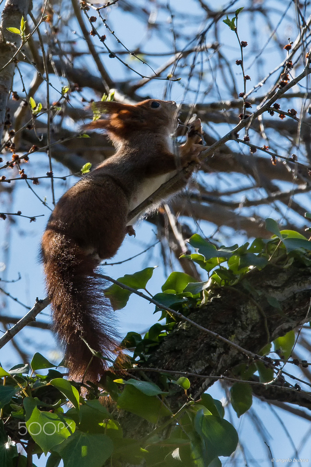 Nikon D500 + Sigma 150-600mm F5-6.3 DG OS HSM | S sample photo. Germogliando photography