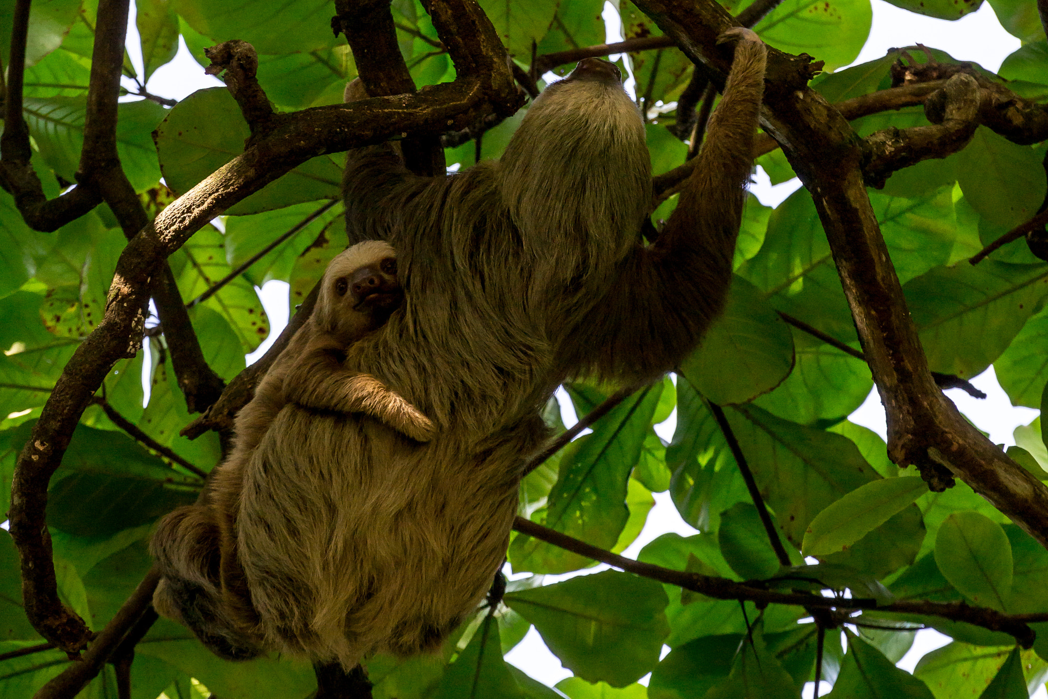 Sony a6000 + Sony FE 70-200mm F4 G OSS sample photo. Veragua rainforest, costa rica photography