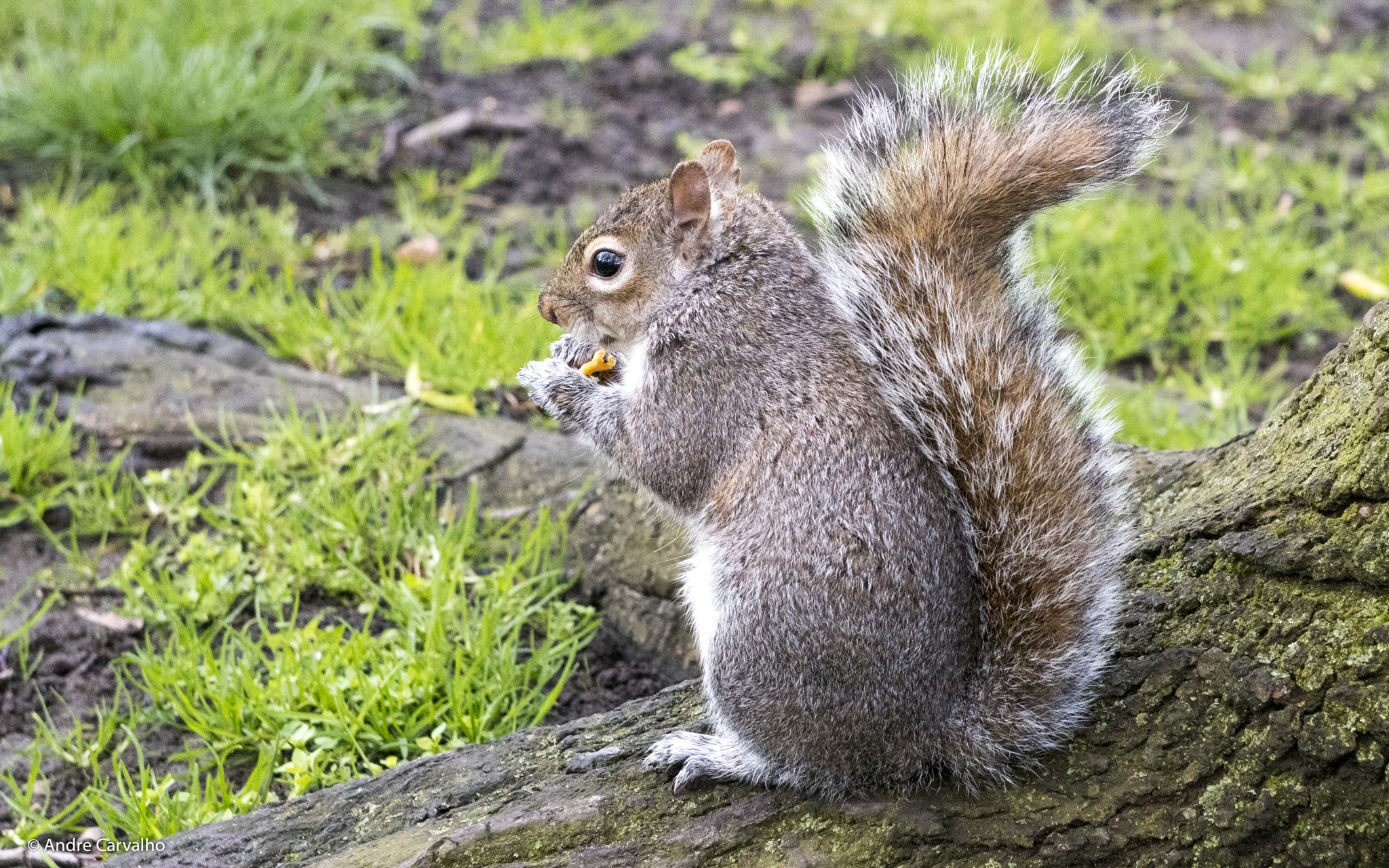Nikon AF-S Nikkor 24-70mm F2.8G ED sample photo. Squirrel photography