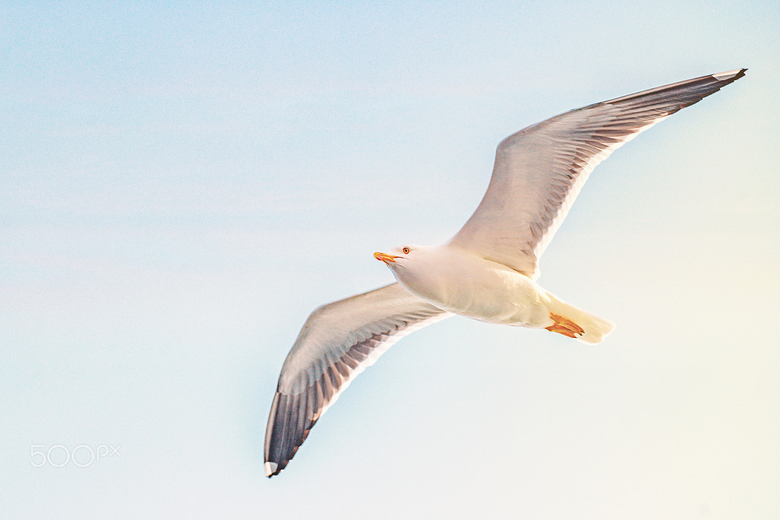 Nikon AF-S Nikkor 300mm F2.8G ED VR II sample photo. Gull photography