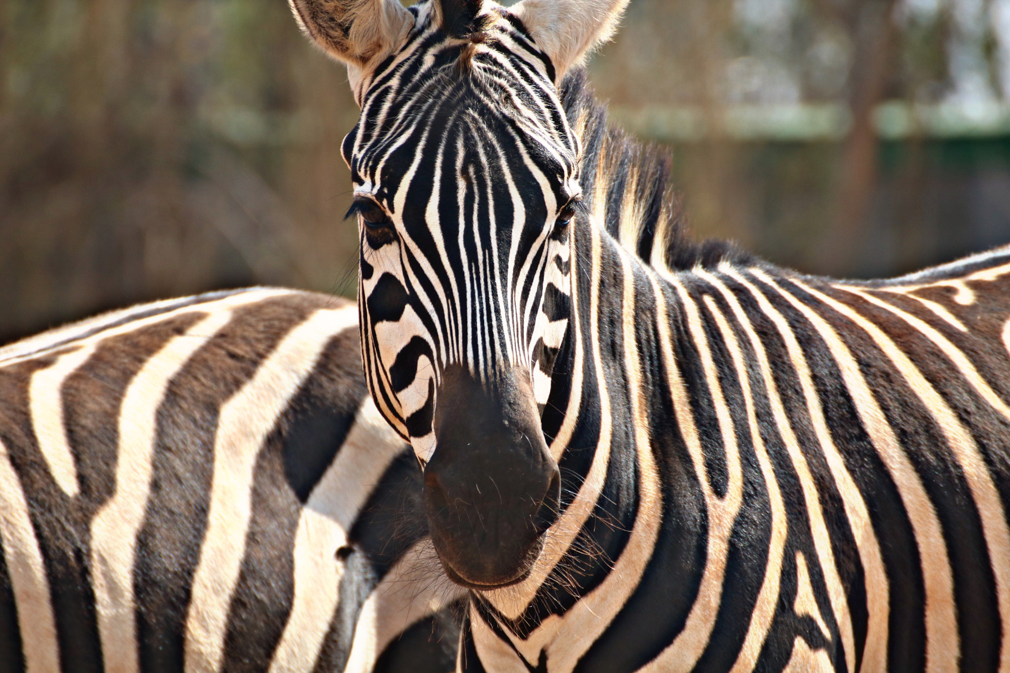 Canon 70-300mm sample photo. Zebra photography