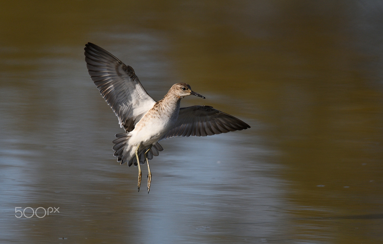 Sigma 150-600mm F5-6.3 DG OS HSM | S sample photo. Combattente photography