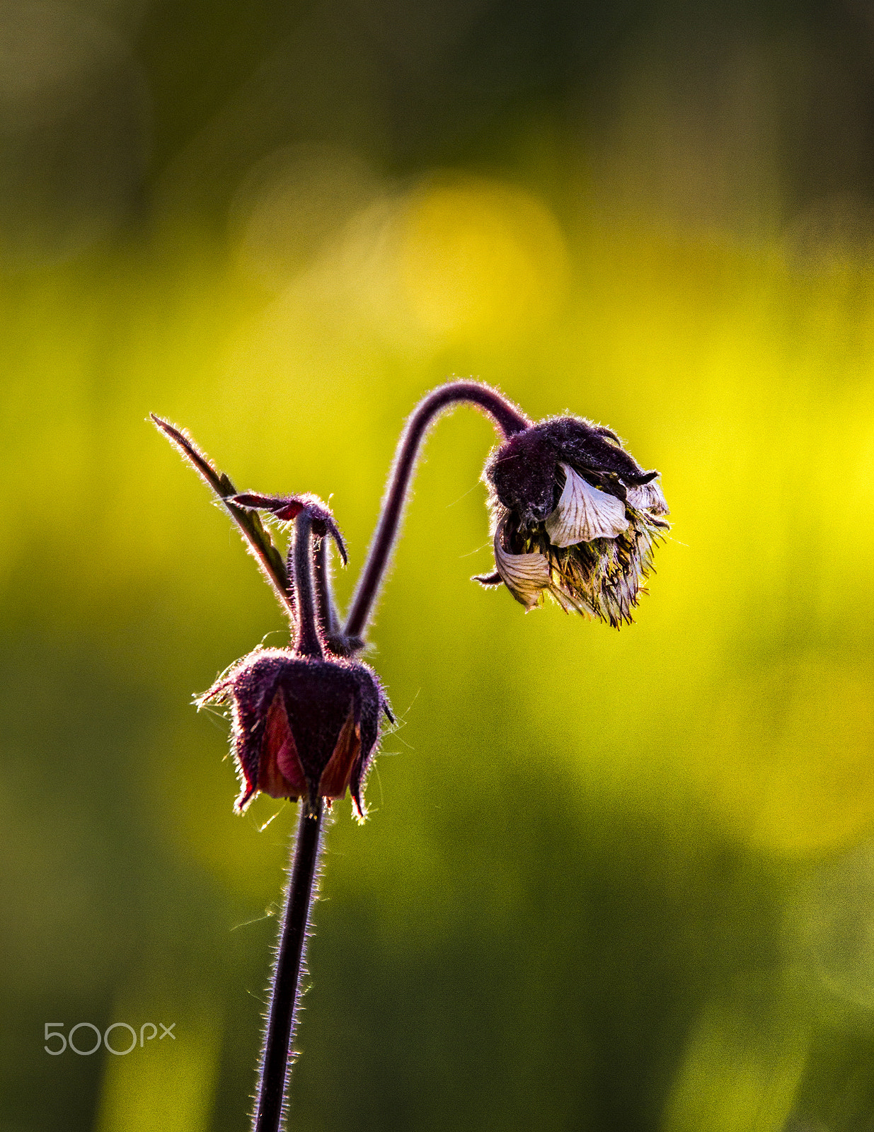 Canon EOS 7D + Sigma 18-250mm F3.5-6.3 DC OS HSM sample photo. Soon photography