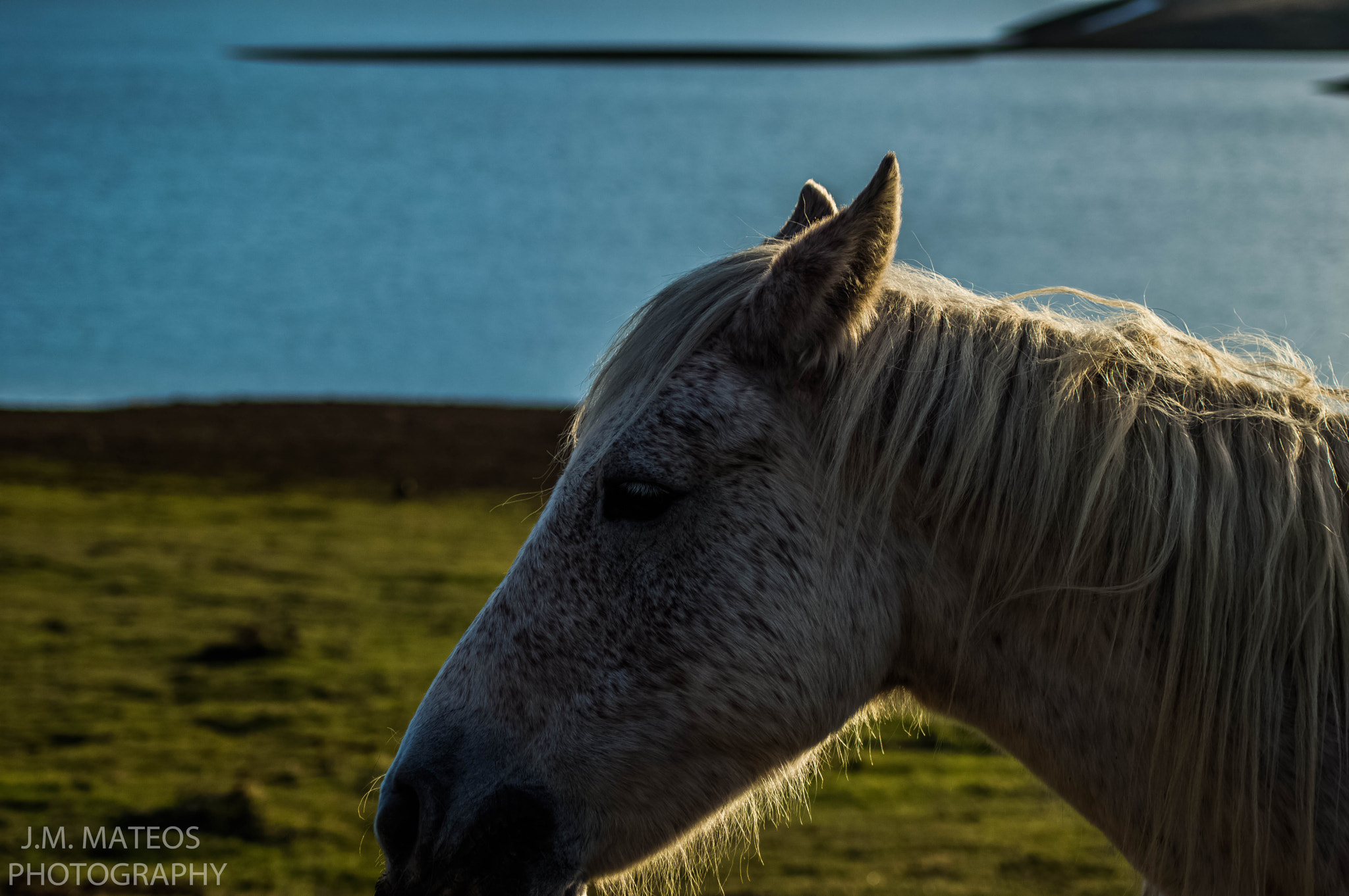 Nikon D3200 sample photo. Horse photography