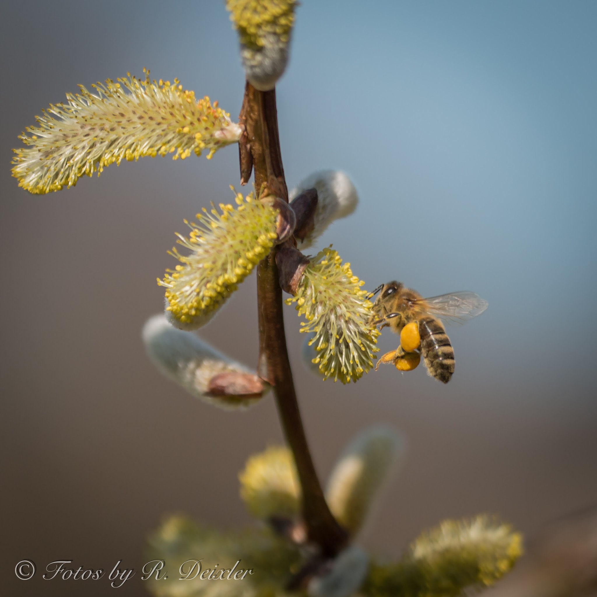 Sigma 150mm f/2.8 EX DG OS HSM APO Macro sample photo. Honigbiene 18 photography