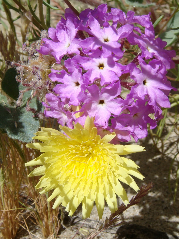 Sony DSC-T200 sample photo. Complementary pair photography
