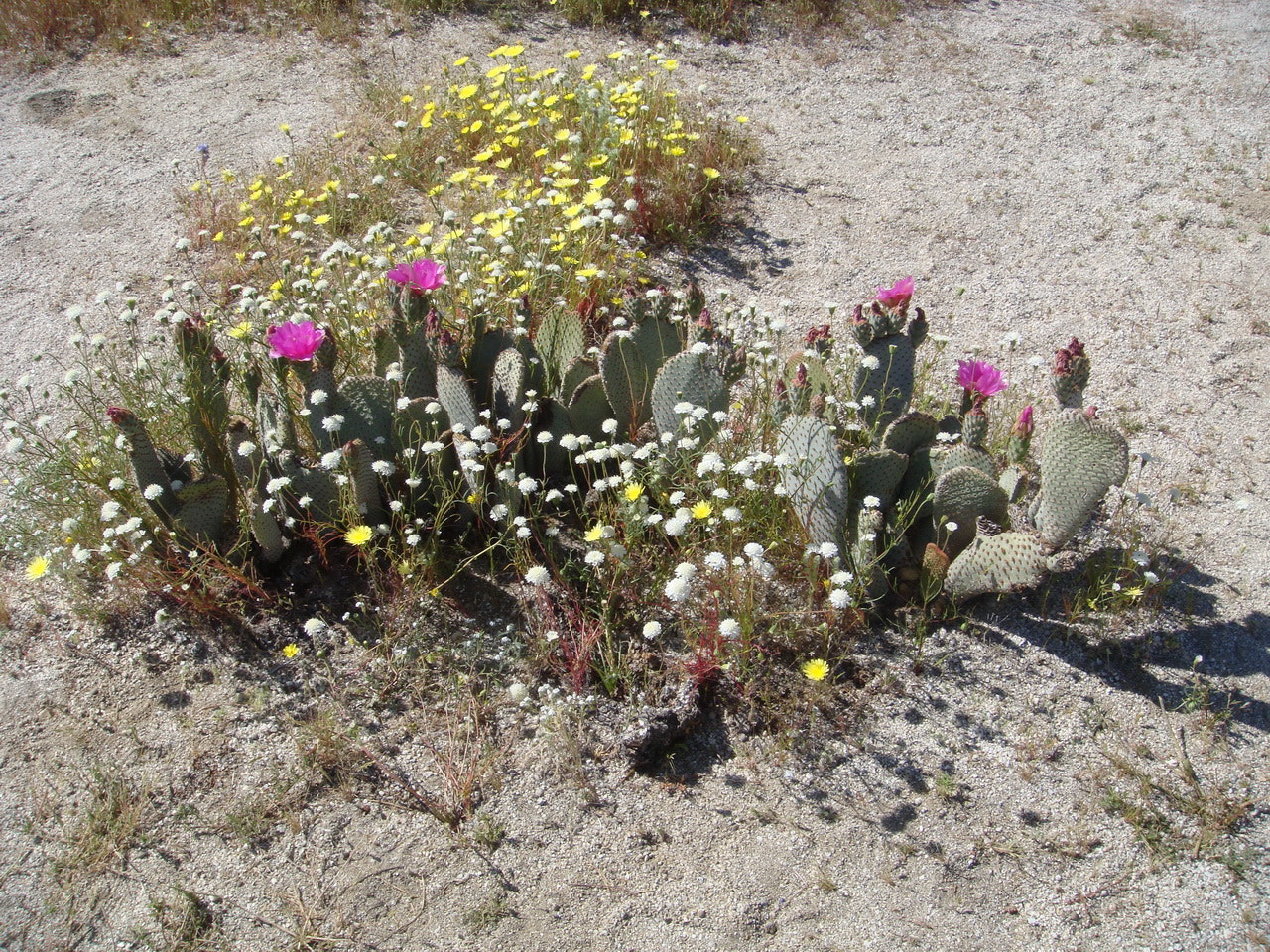 Sony DSC-T200 sample photo. Desert bouquet photography