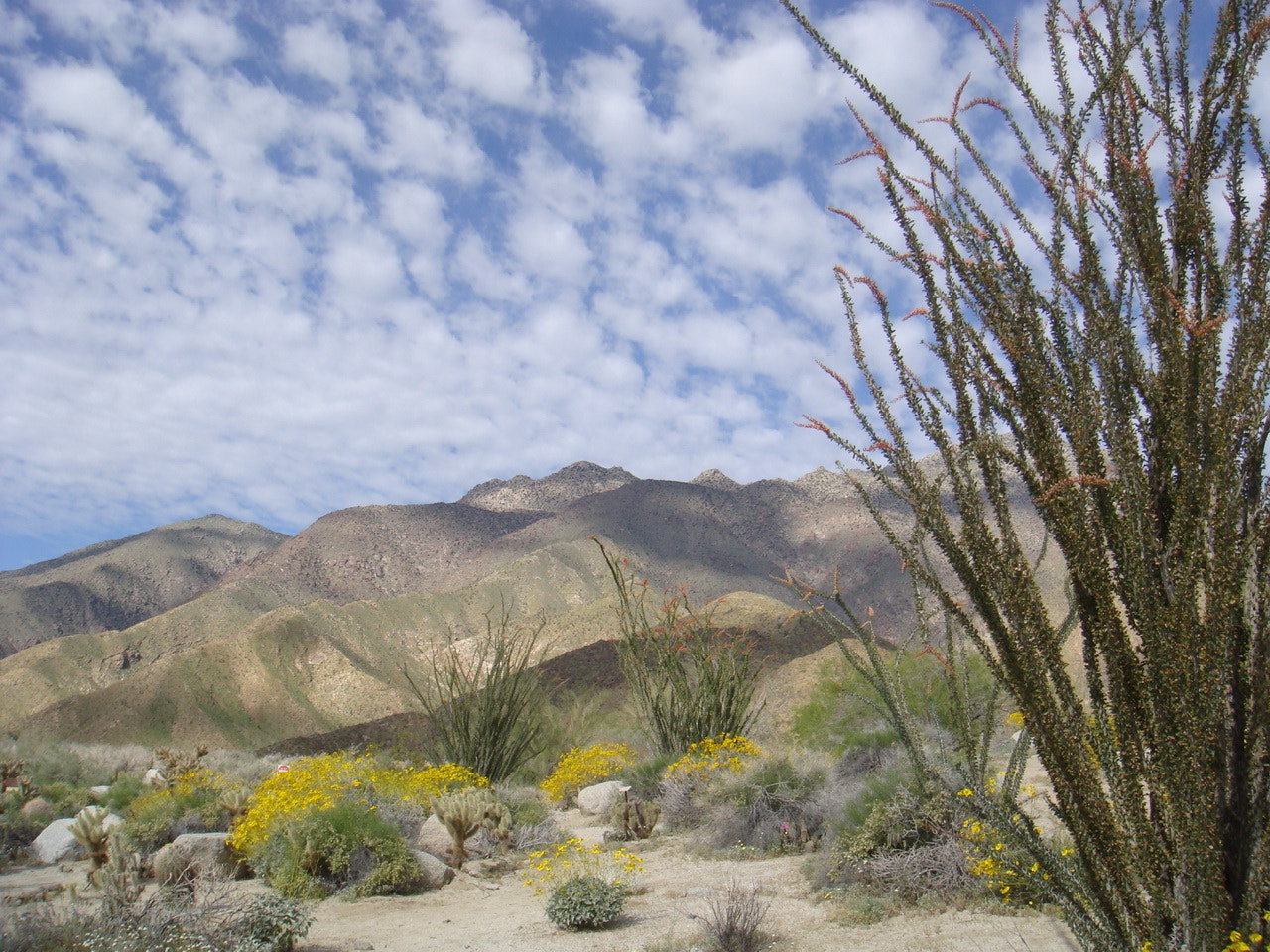 Sony DSC-T200 sample photo. Ocotillo to blue puffy skies photography