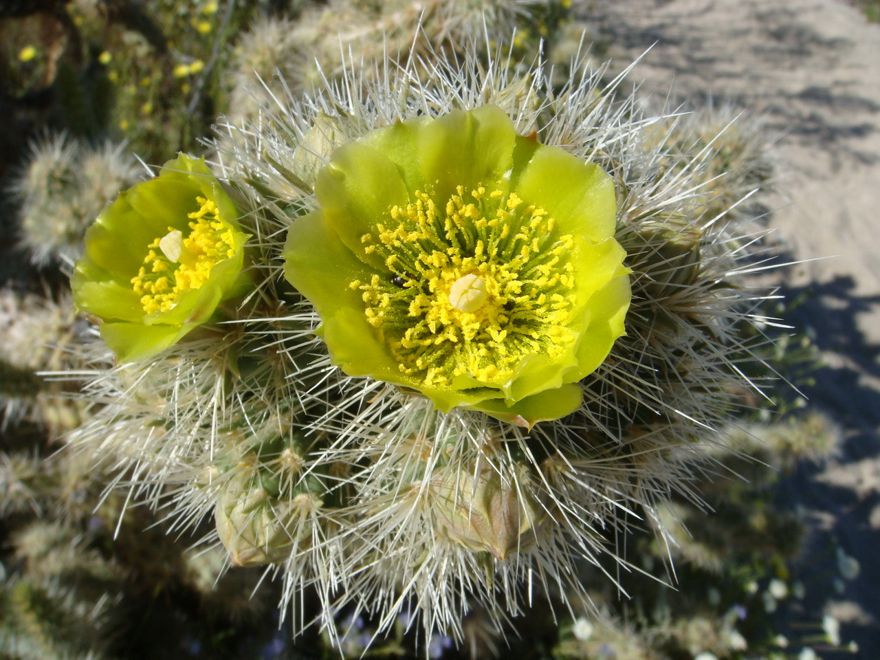 Sony DSC-T200 sample photo. Spikes crowned green photography