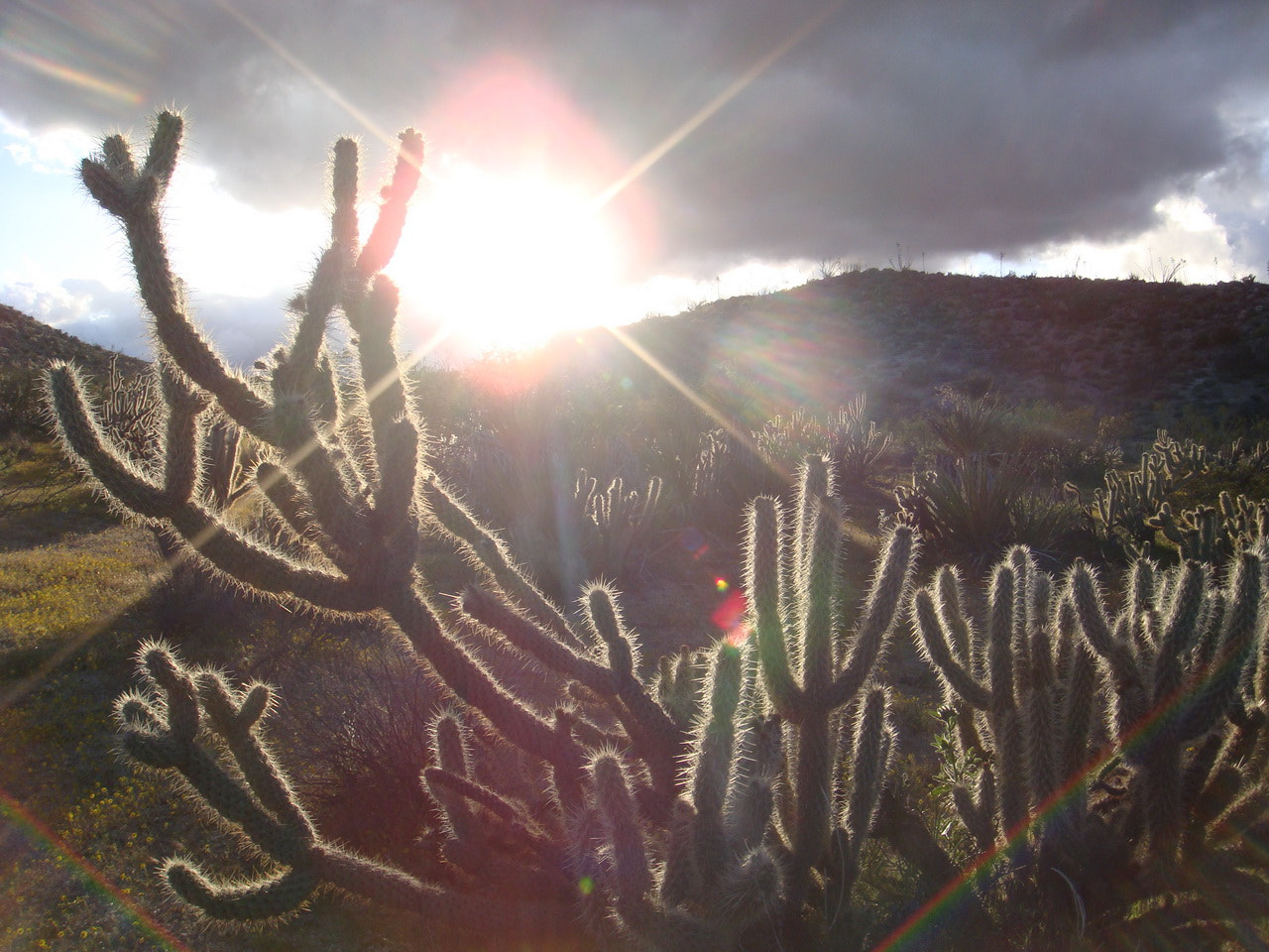 Sony DSC-T200 sample photo. Spindly sheen sunset photography