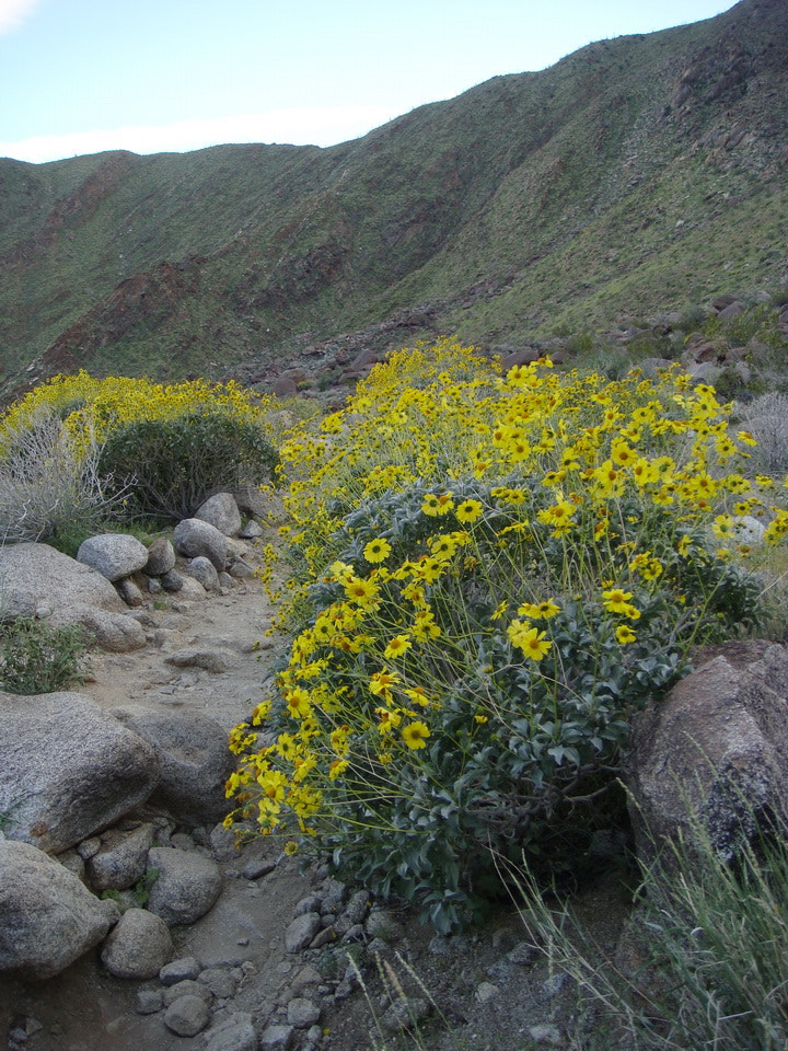 Sony DSC-T200 sample photo. Yellow flowered paths photography