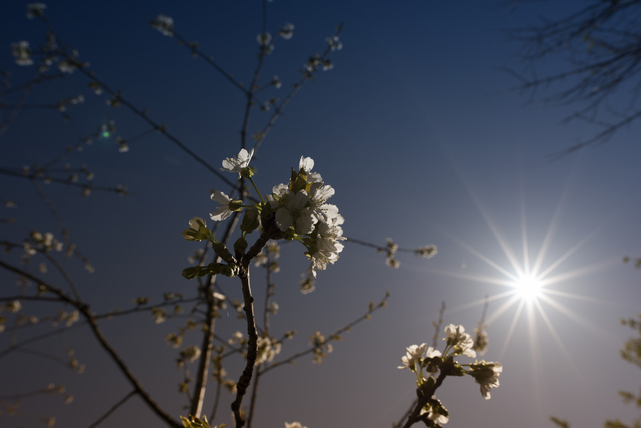 Nikon AF-S Nikkor 24mm F1.8G ED sample photo. Under the spring sun photography