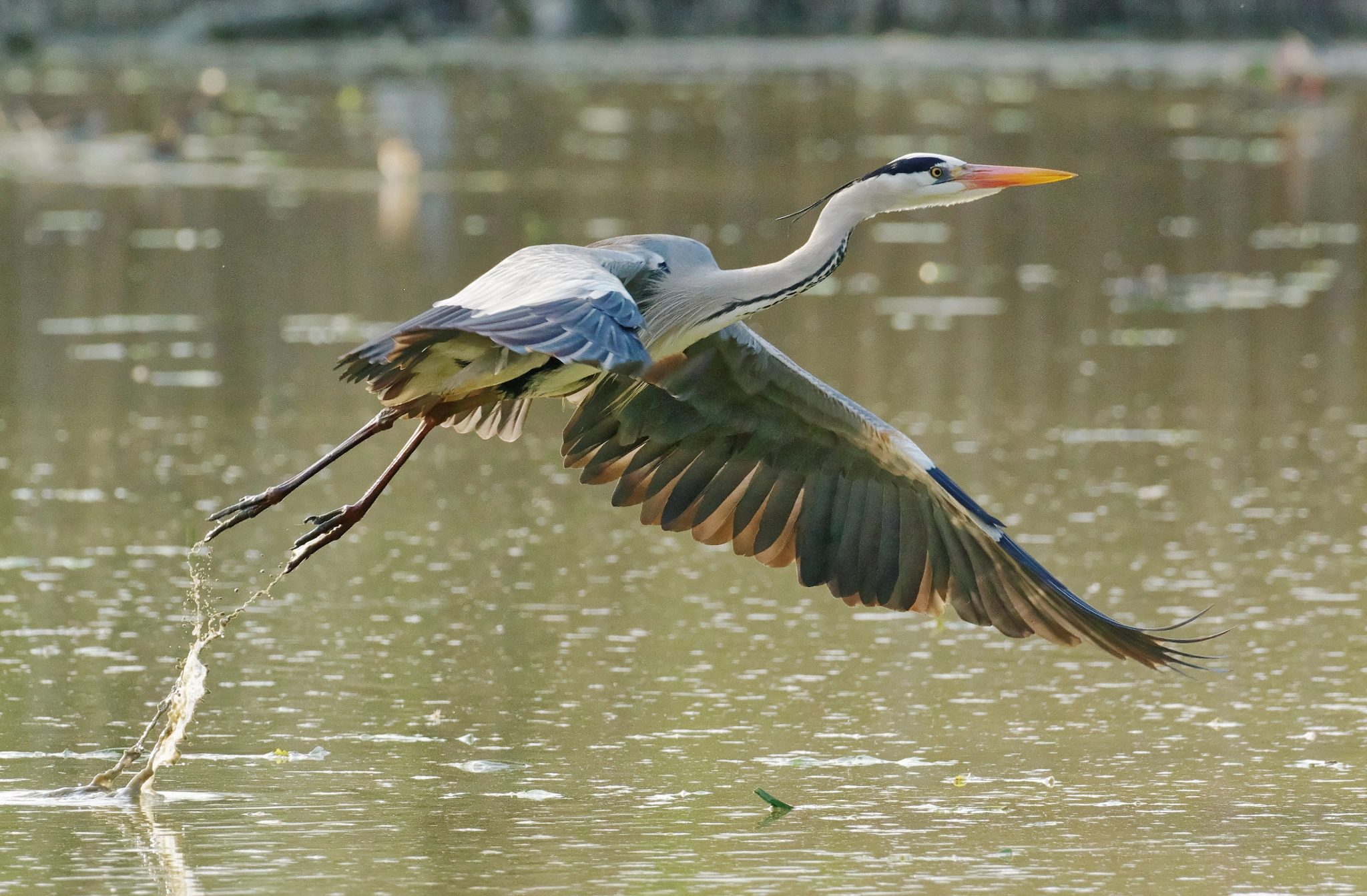 Pentax K-3 sample photo. Grey heron - airione cenerino photography