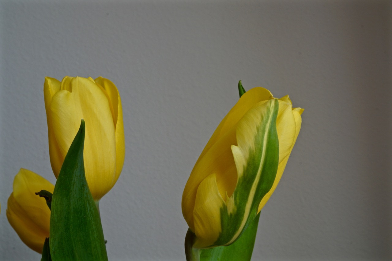 Sony E 30mm F3.5 sample photo. Tulips closeup 1 photography