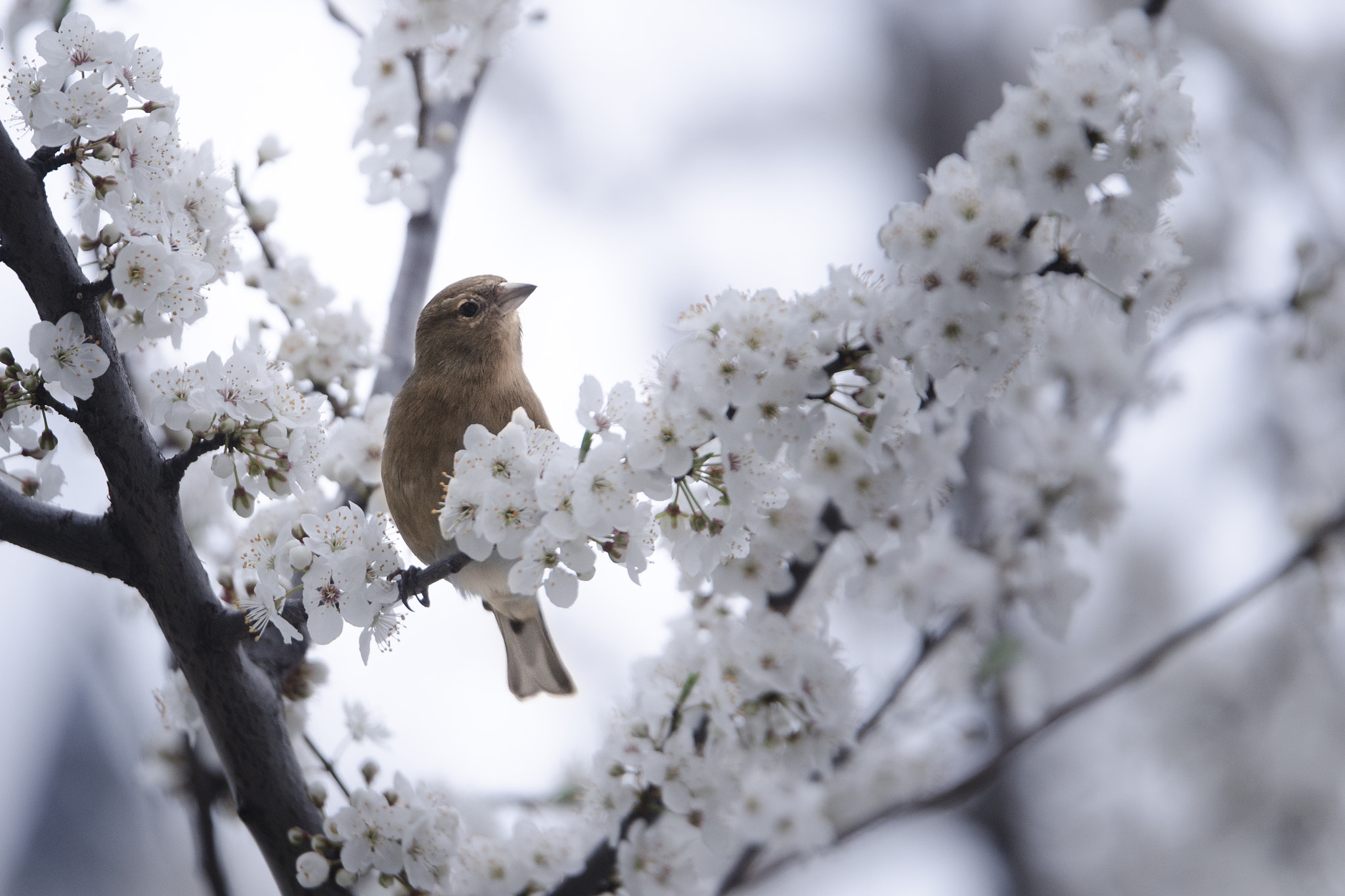 Nikon AF-S Nikkor 70-200mm F2.8G ED VR II sample photo. Lucky one photography