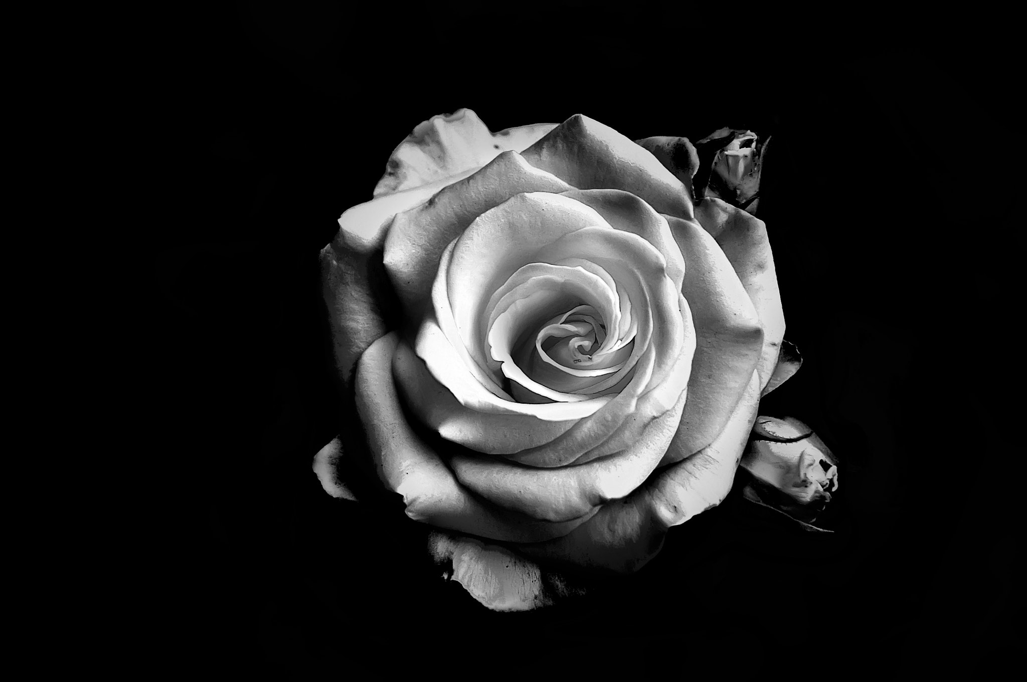 Nikon D90 sample photo. Роза photography