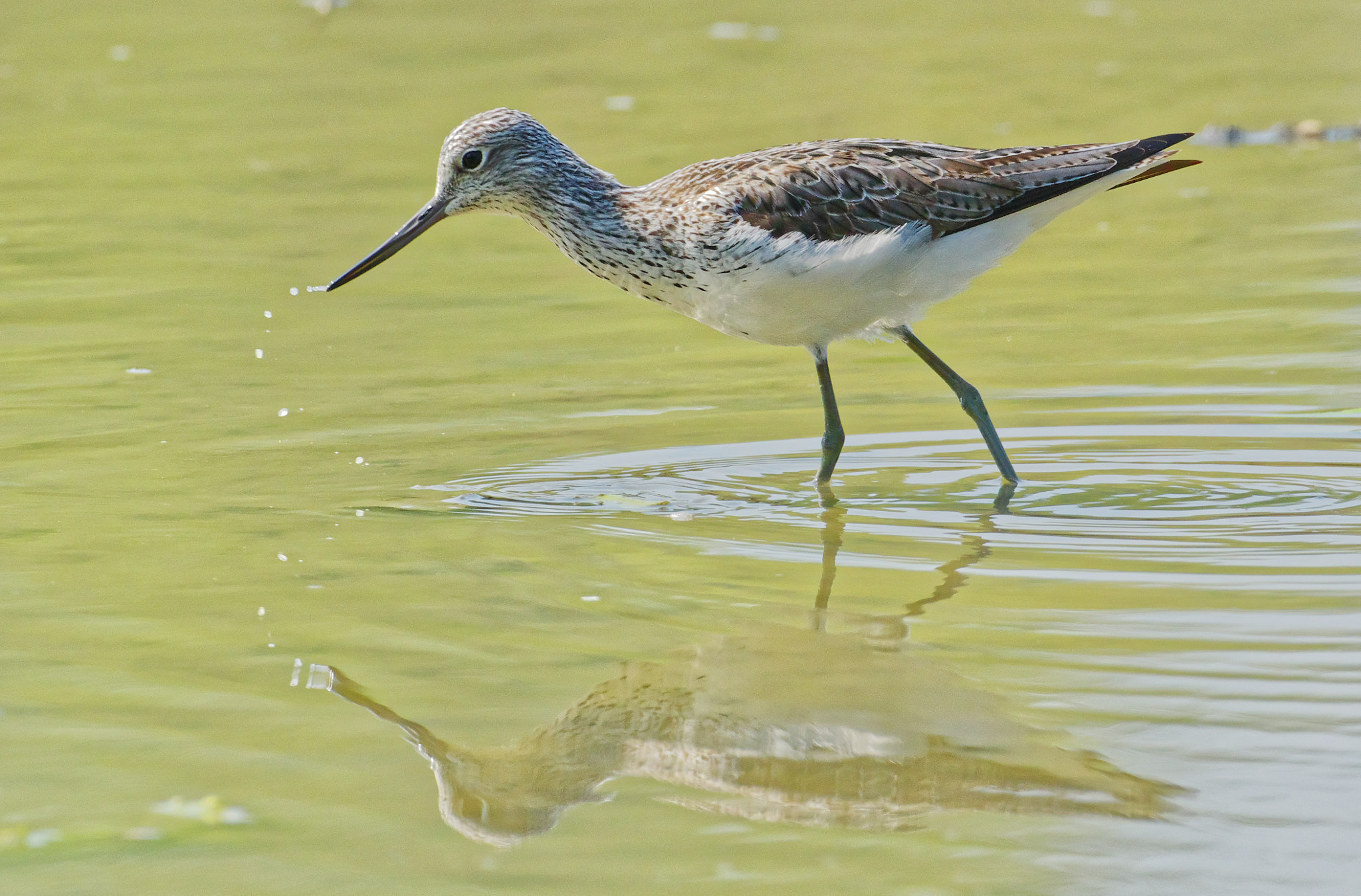 Pentax K-3 sample photo. Common greenshank - pantana photography