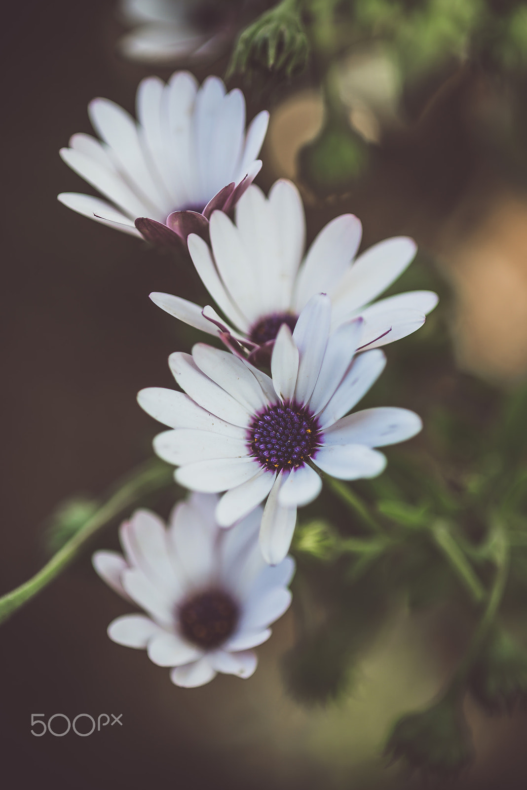 Nikon AF-S Micro-Nikkor 105mm F2.8G IF-ED VR sample photo. For flowers photography