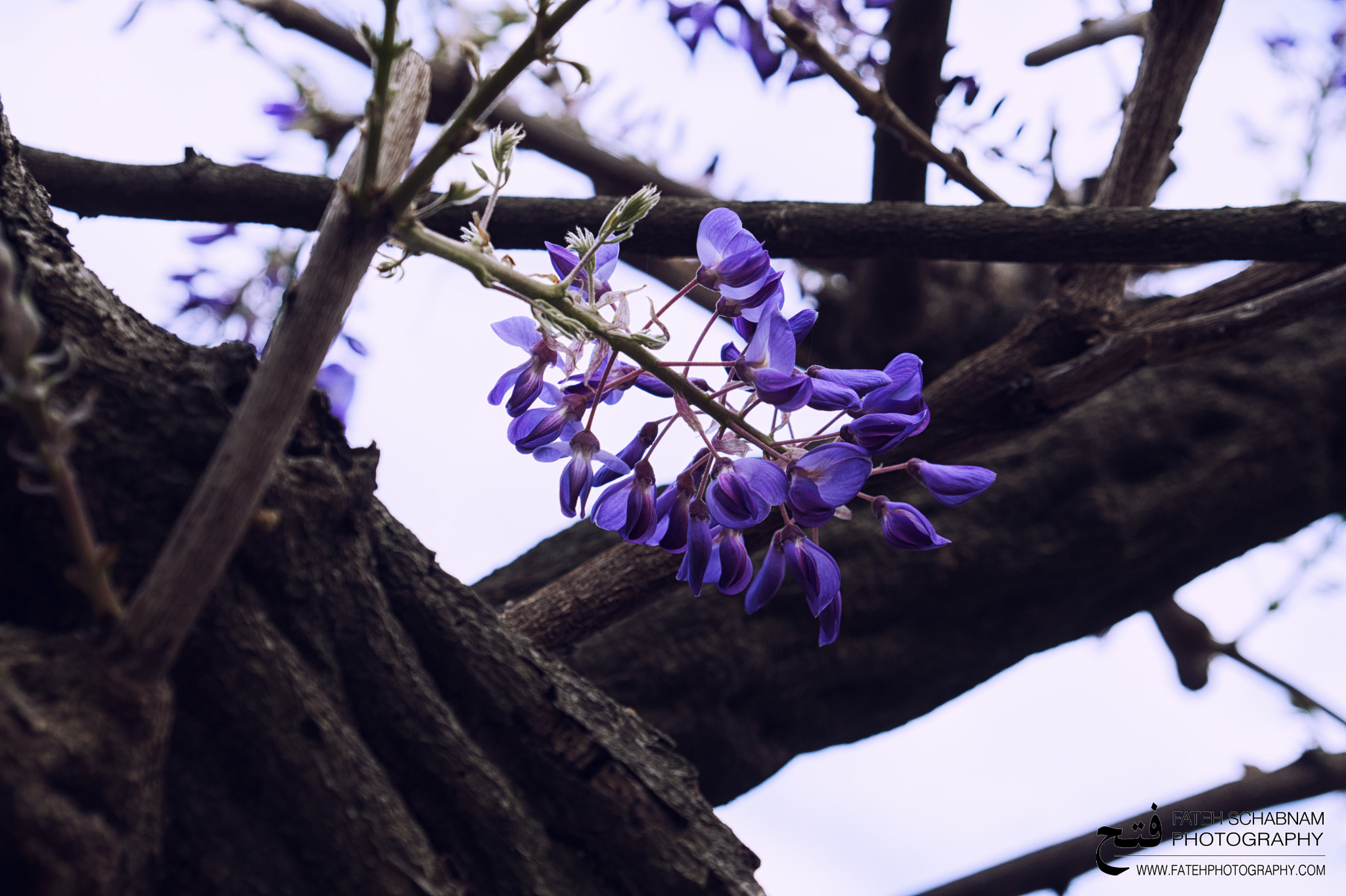 Sony a6300 + Sony Vario-Tessar T* E 16-70mm F4 ZA OSS sample photo. Purple money photography