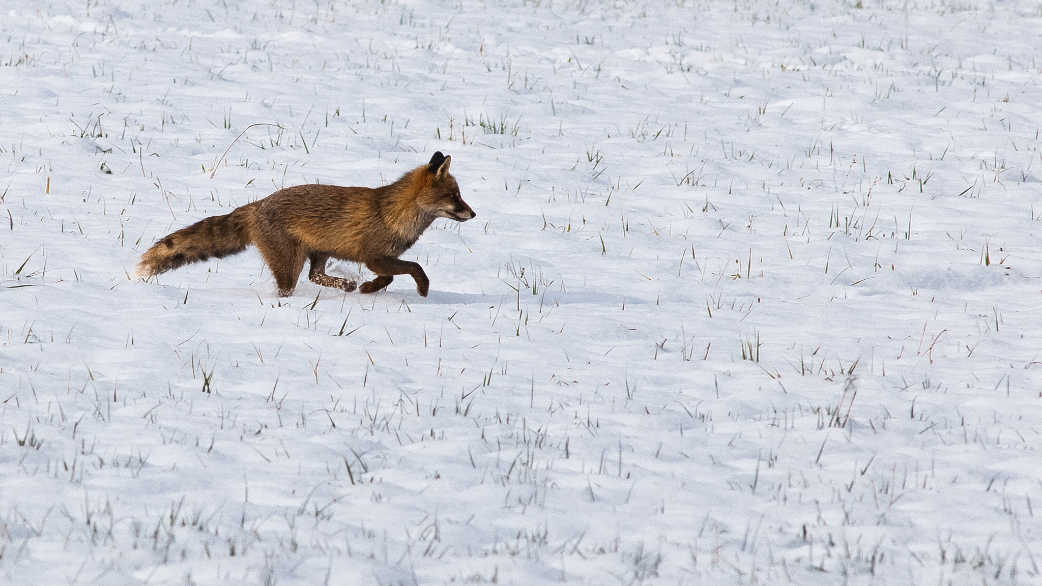 Nikon D200 + AF Nikkor 300mm f/4 IF-ED sample photo. Renard photography