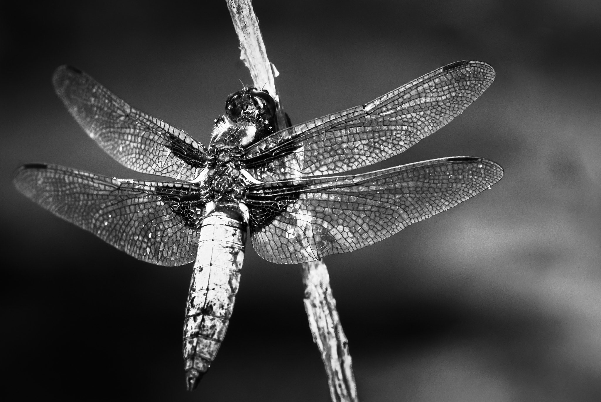 Nikon D200 sample photo. Libellula depressa photography