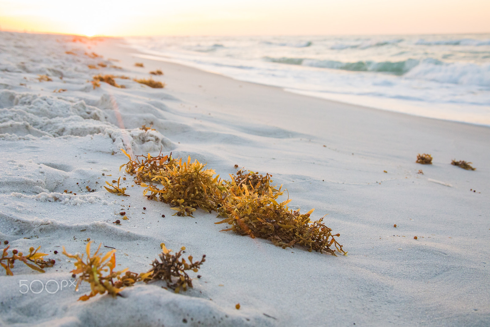 Canon EF 28-135mm F3.5-5.6 IS USM sample photo. Seaweed at sunrise photography
