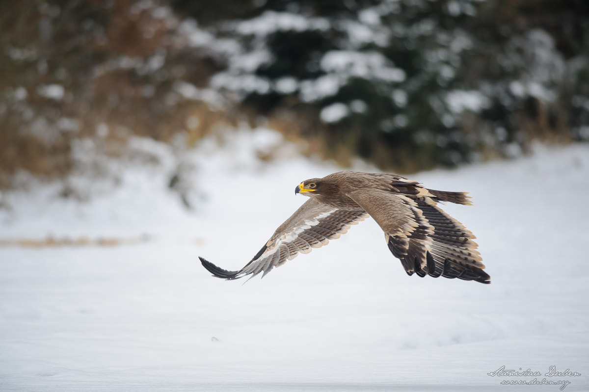 Nikon AF-S Nikkor 300mm F4D ED-IF sample photo. Steppe eagle photography