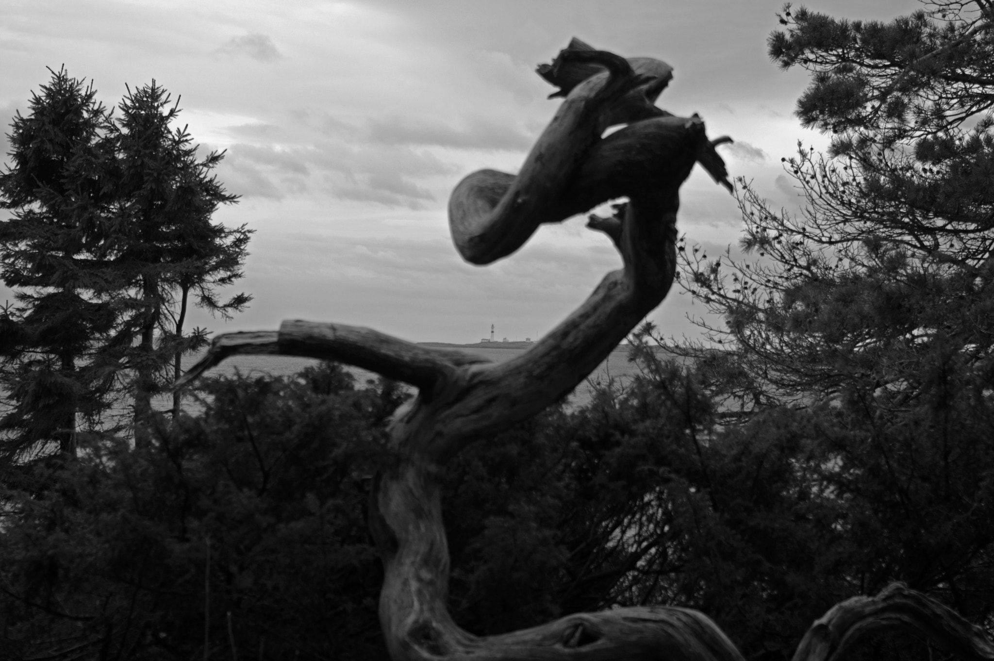 Pentax K-3 sample photo. Twisted tree and lighthouse photography