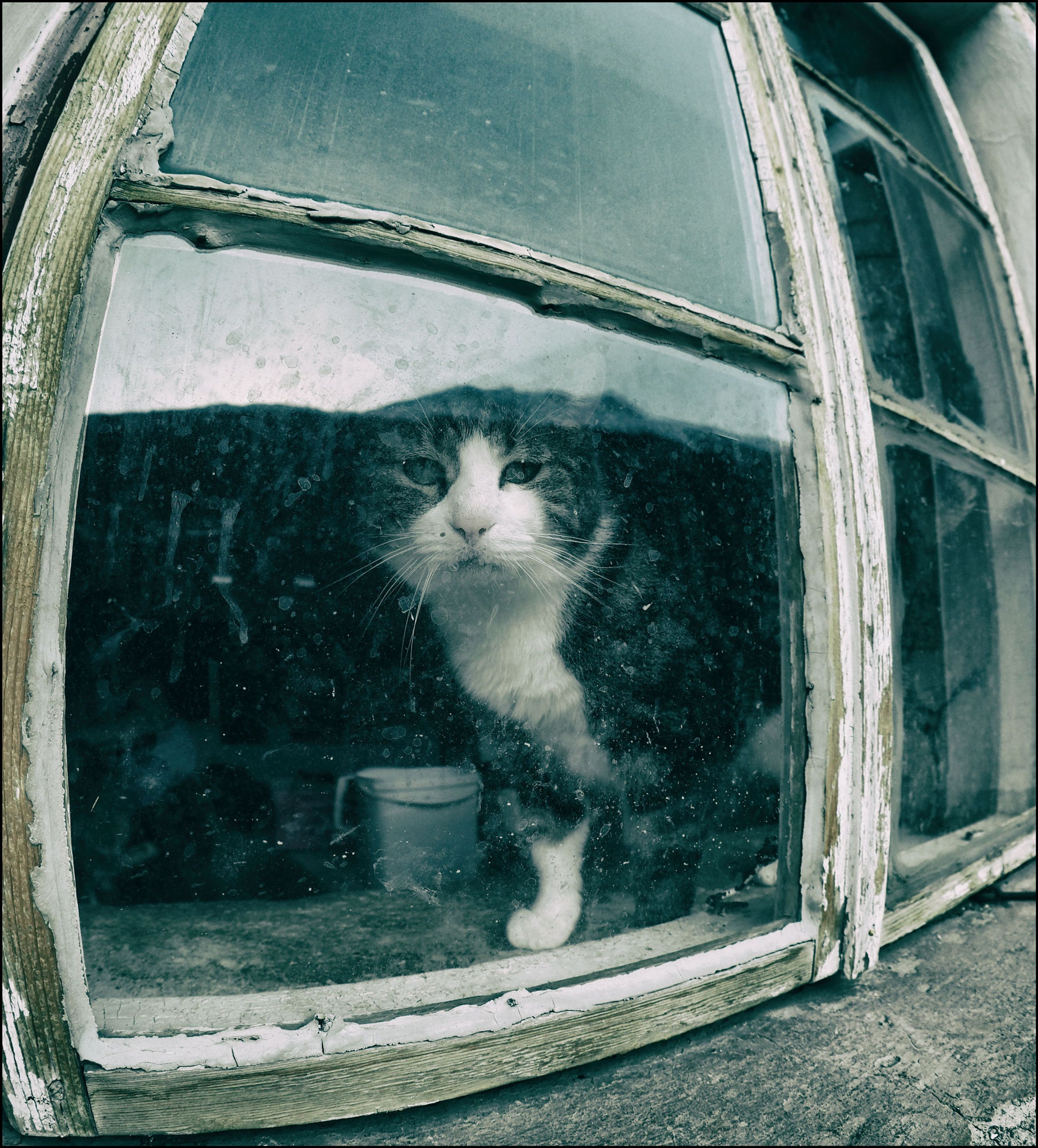 Olympus OM-D E-M1 Mark II + OLYMPUS M.8mm F1.8 sample photo. Hauskatze photography