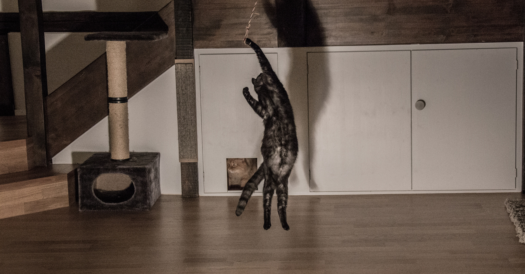 Canon EF 28-300mm F3.5-5.6L IS USM sample photo. Odie photography