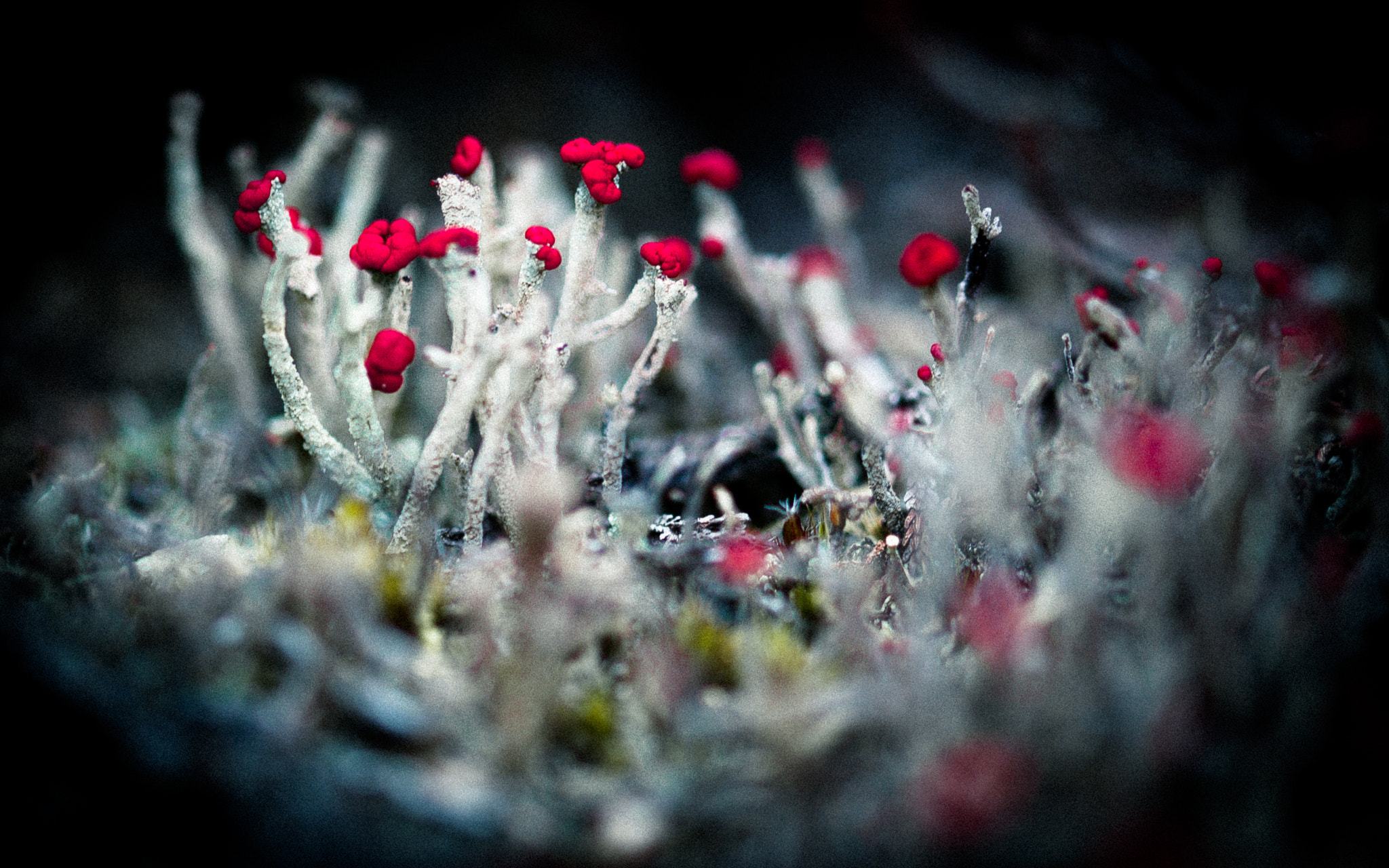 Nikon D200 sample photo. Sphaignes photography