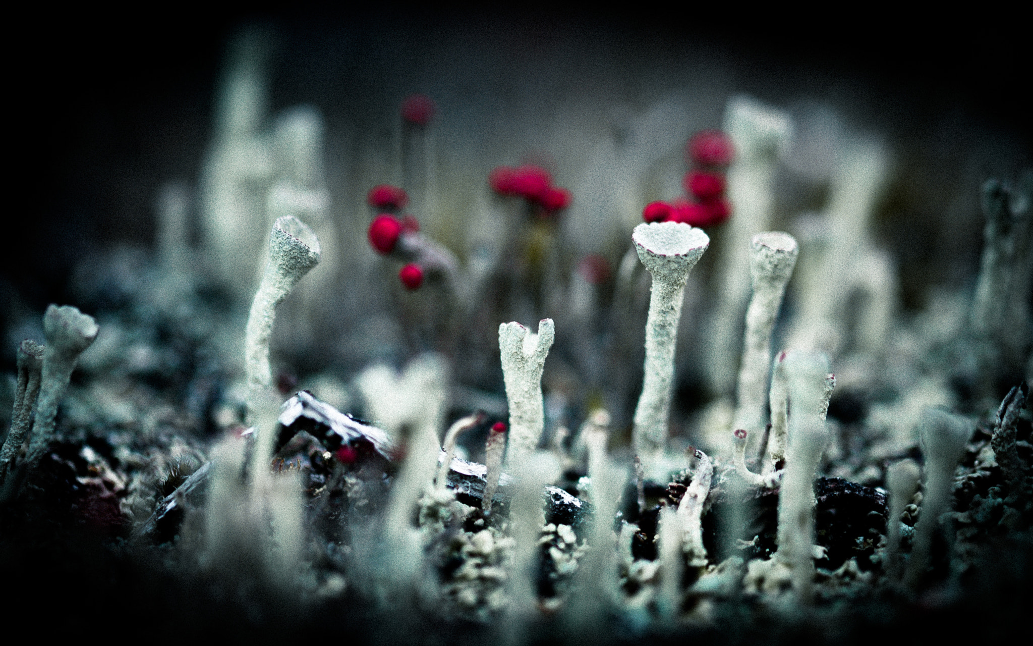 Nikon D200 sample photo. Sphaignes photography