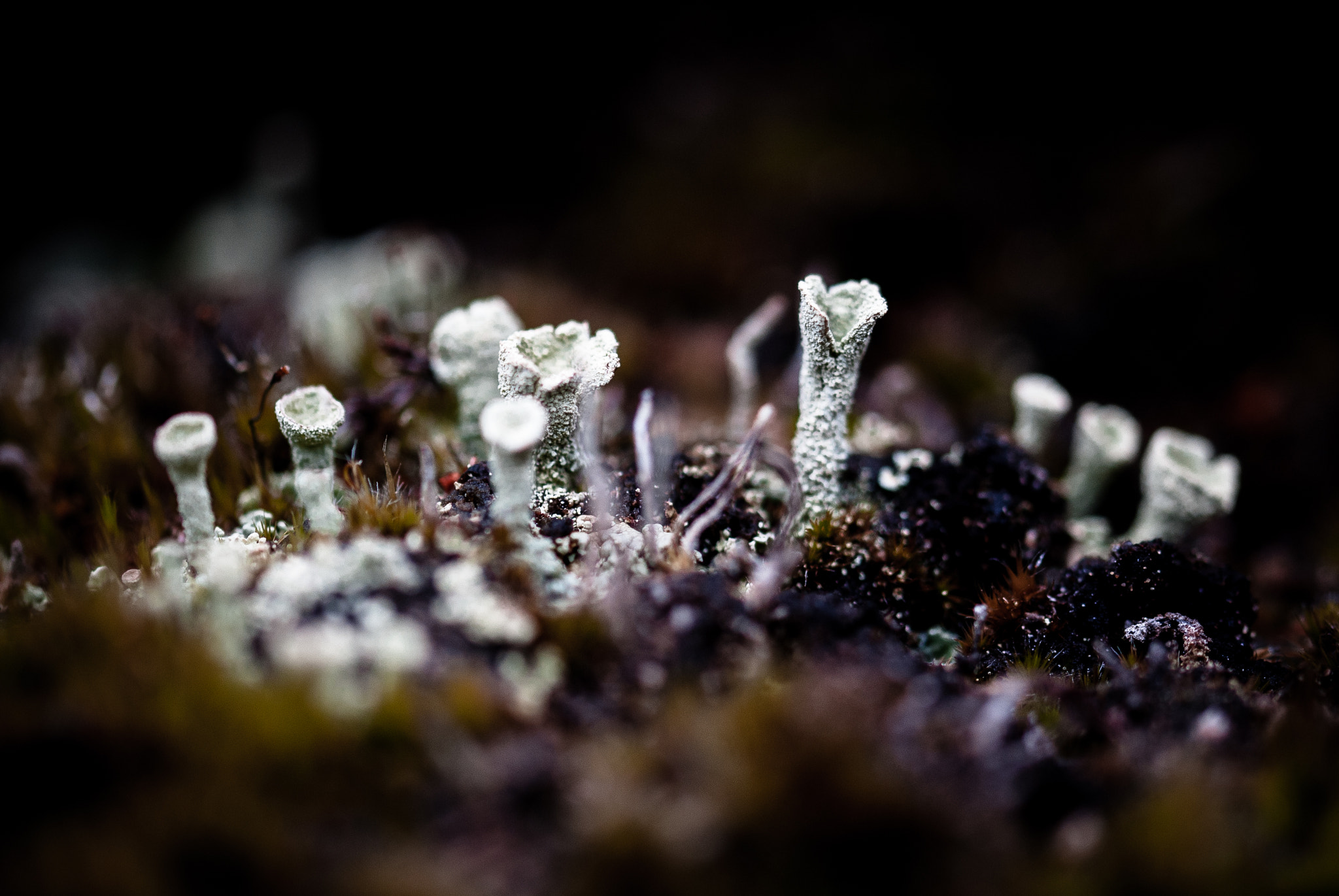 Nikon D200 sample photo. Sphaignes photography