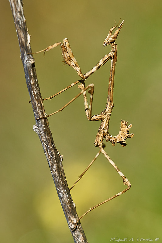Sony ILCA-77M2 sample photo. Empusa photography