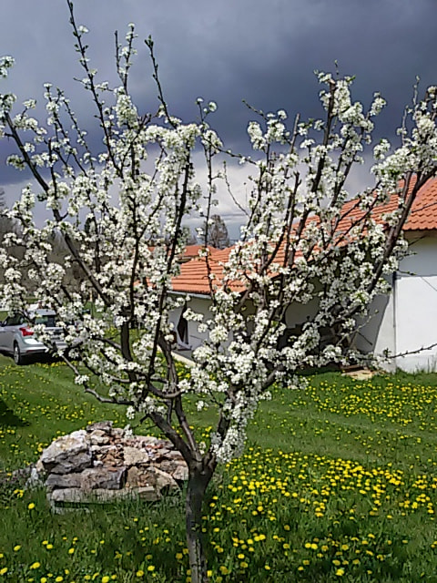 Samsung Galaxy S3 Neo sample photo. Spring & storm photography