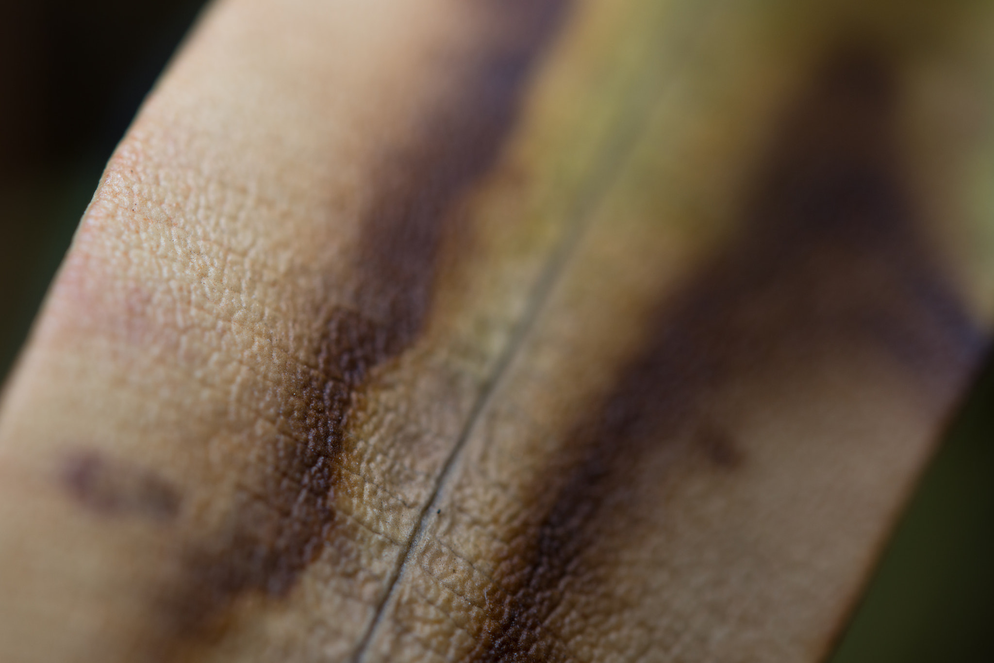 Nikon AF-S Micro-Nikkor 60mm F2.8G ED sample photo. Hoja photography
