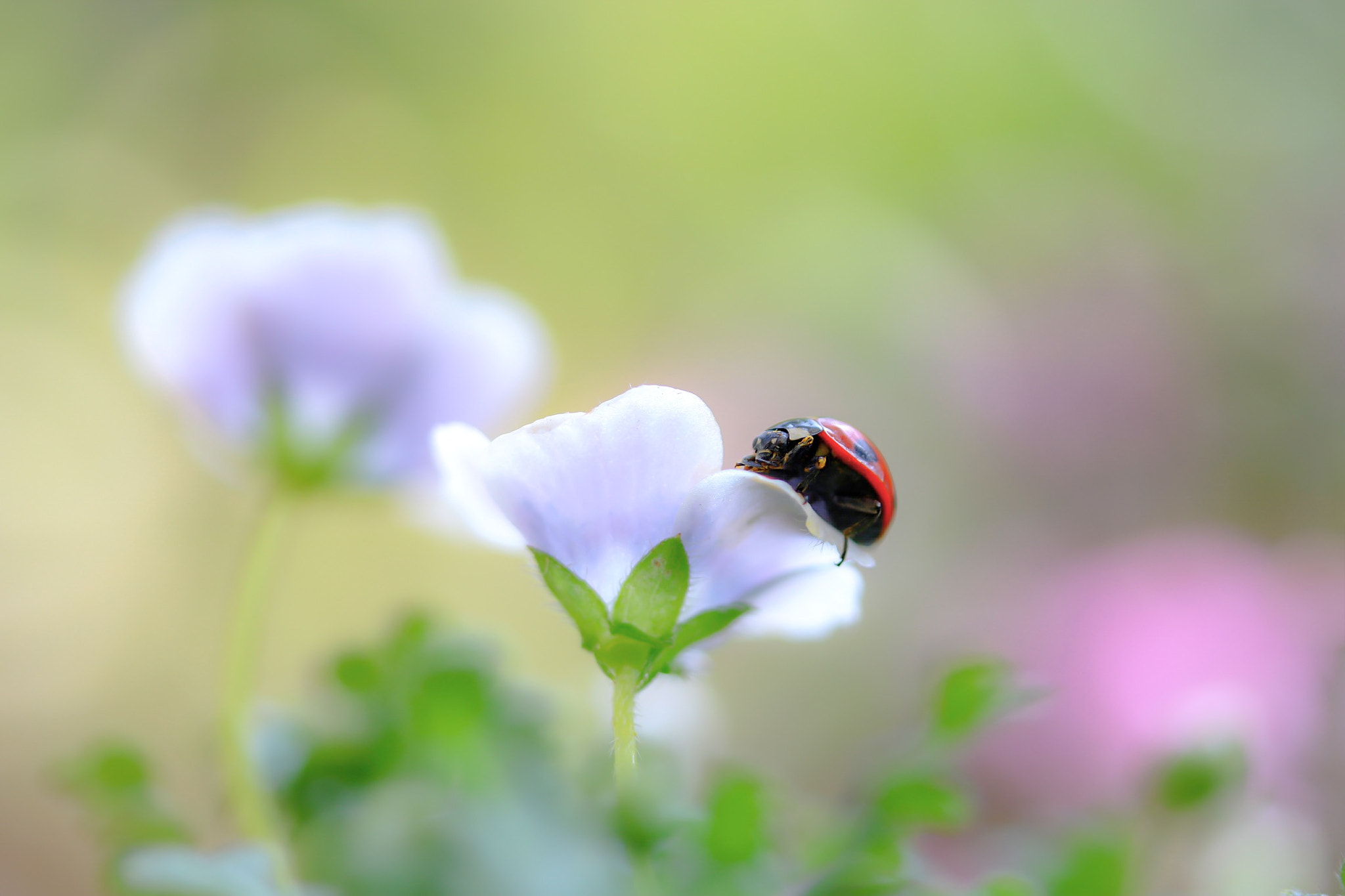 Canon EOS 760D (EOS Rebel T6s / EOS 8000D) + Canon EF-S 60mm F2.8 Macro USM sample photo. I'll be there for you photography