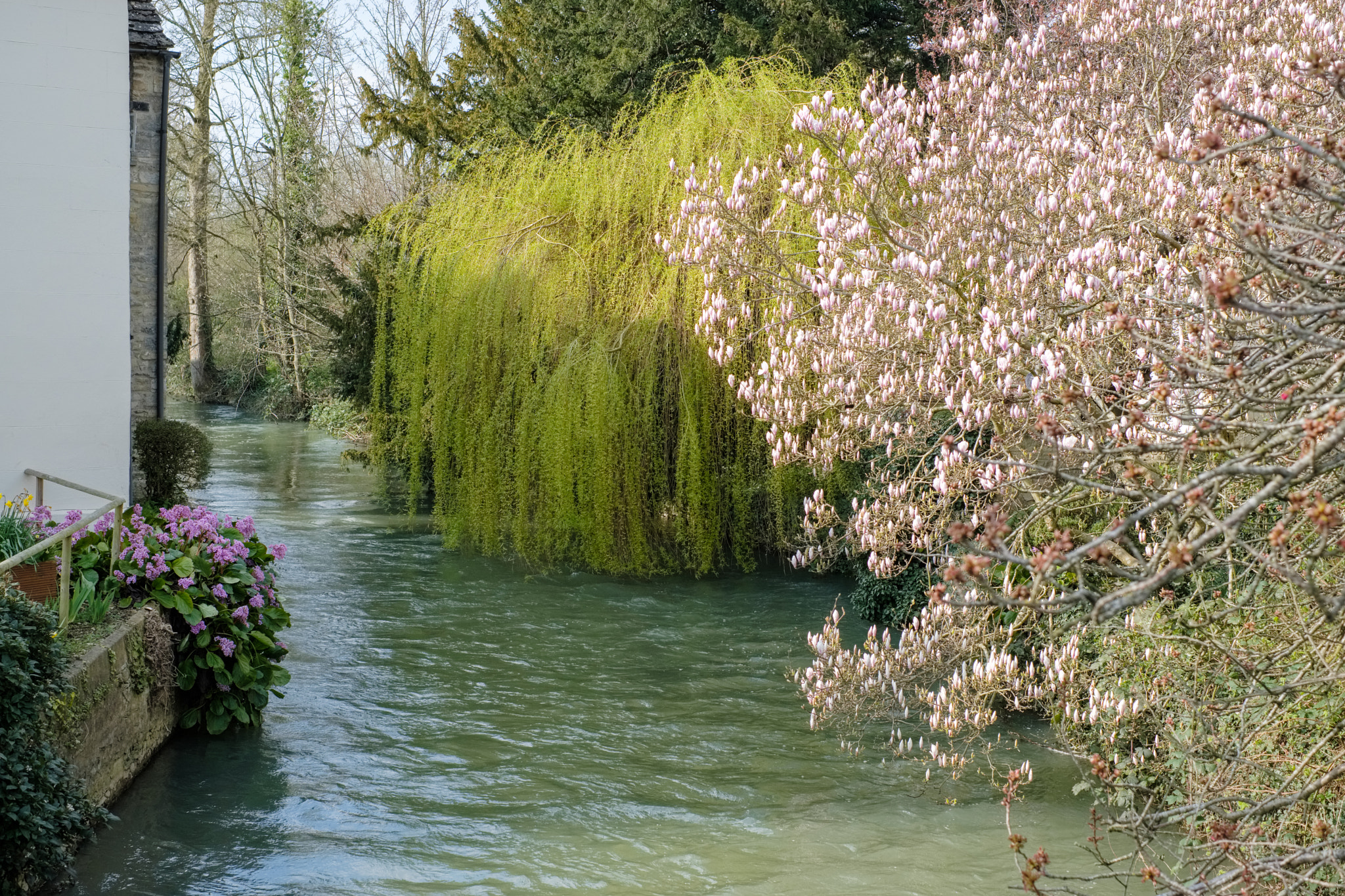 Fujifilm X-T2 + Fujifilm XF 35mm F1.4 R sample photo. Different varieties of trees along the river windrush in witney photography