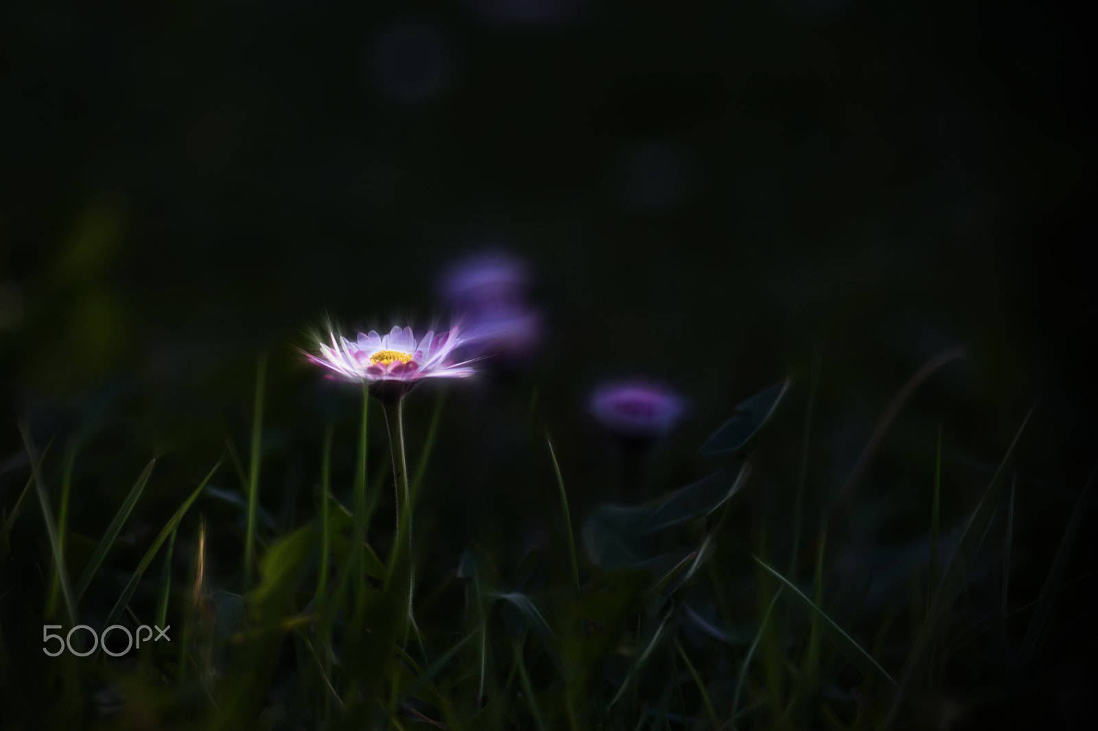 Nikon AF-S Micro-Nikkor 105mm F2.8G IF-ED VR sample photo. Pâquerette photography