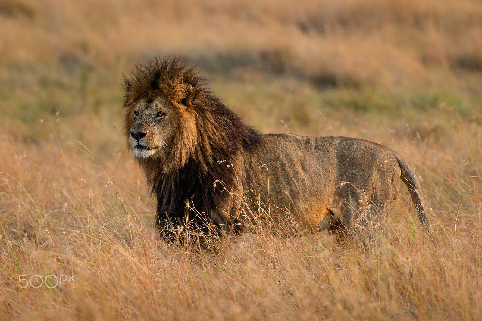 Nikon D500 sample photo. King of grass photography