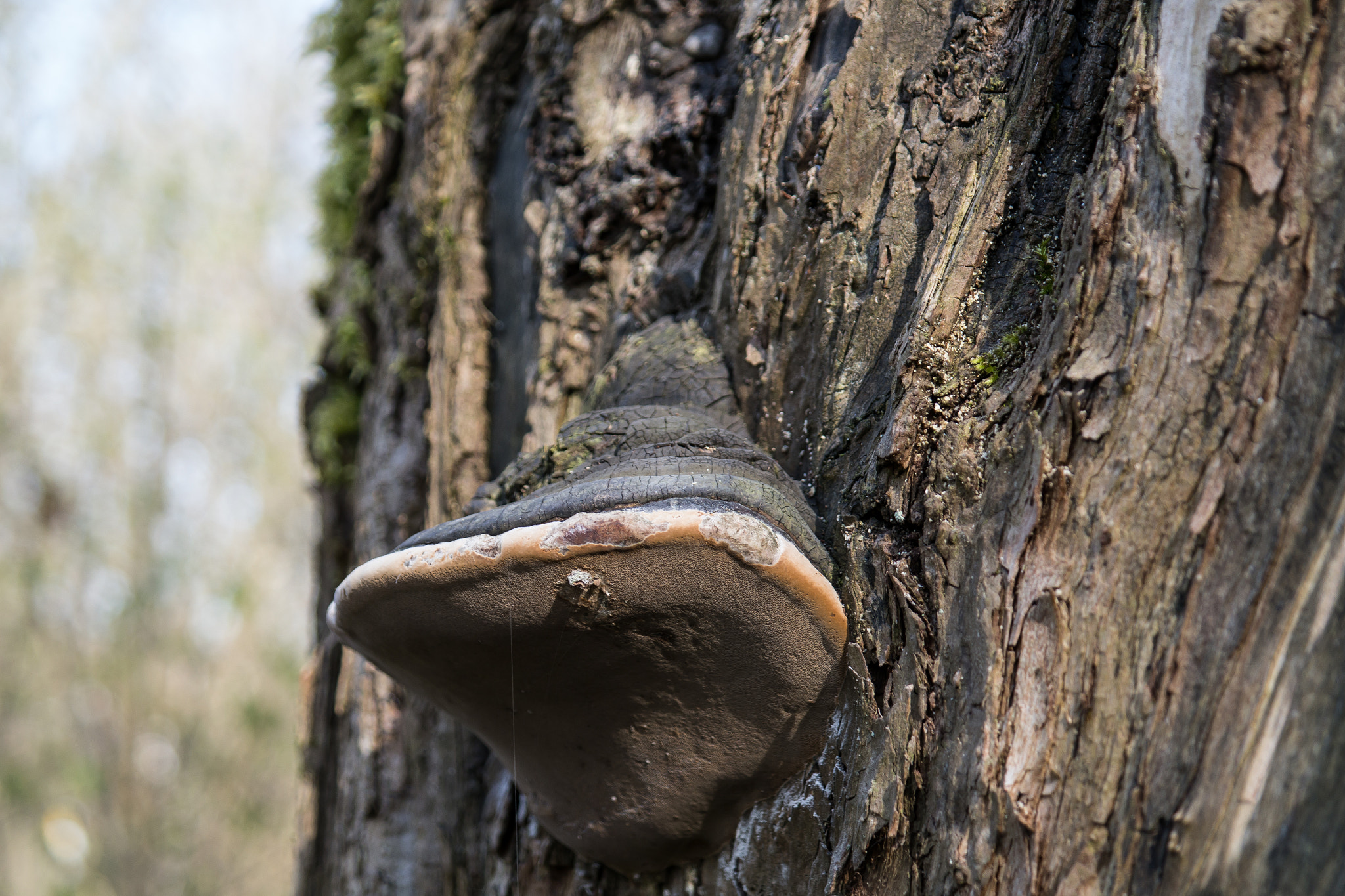 Samsung NX 18-55mm F3.5-5.6 OIS sample photo. A mushroom from the tree photography
